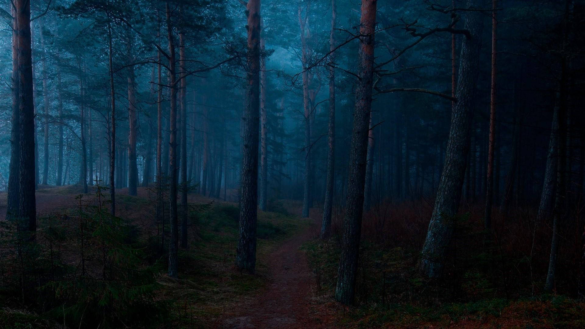 Dark Forest Aesthetic, blue fog, misty forest path, Full HD Desktop Wallpaper