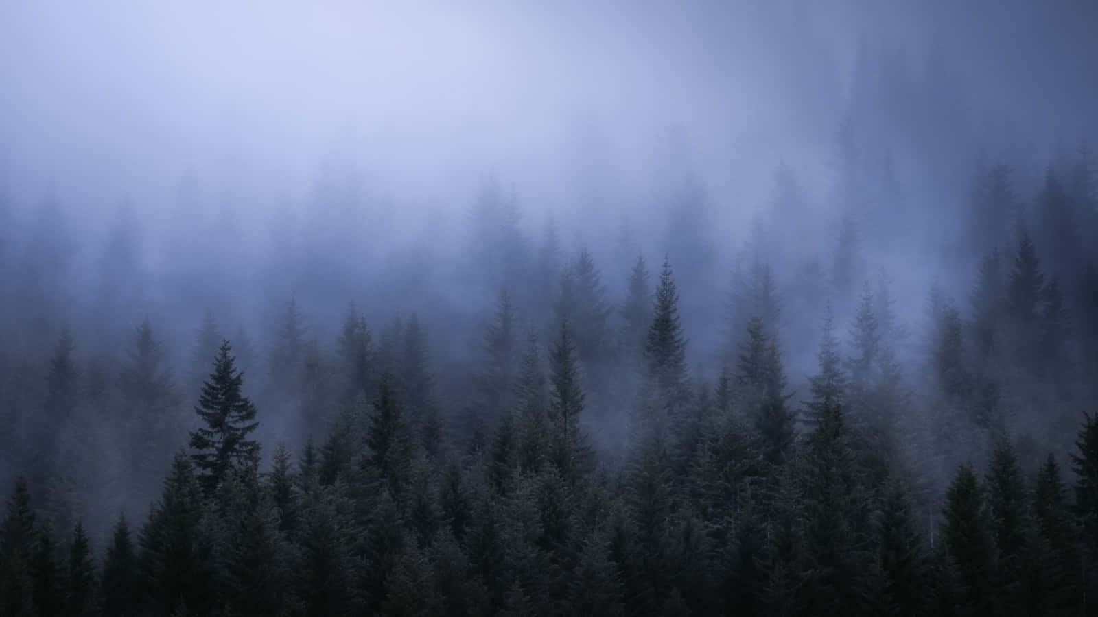 Misty Forest, evergreen trees, thick mist, HD Desktop Wallpaper