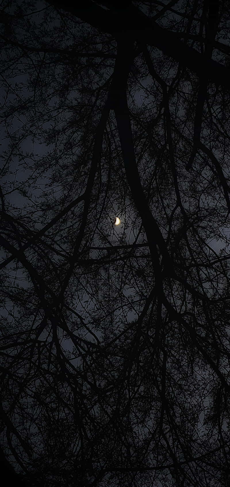 slender crescent moon, dense web of bare tree branches, dark twilight sky, HD Phone Wallpaper