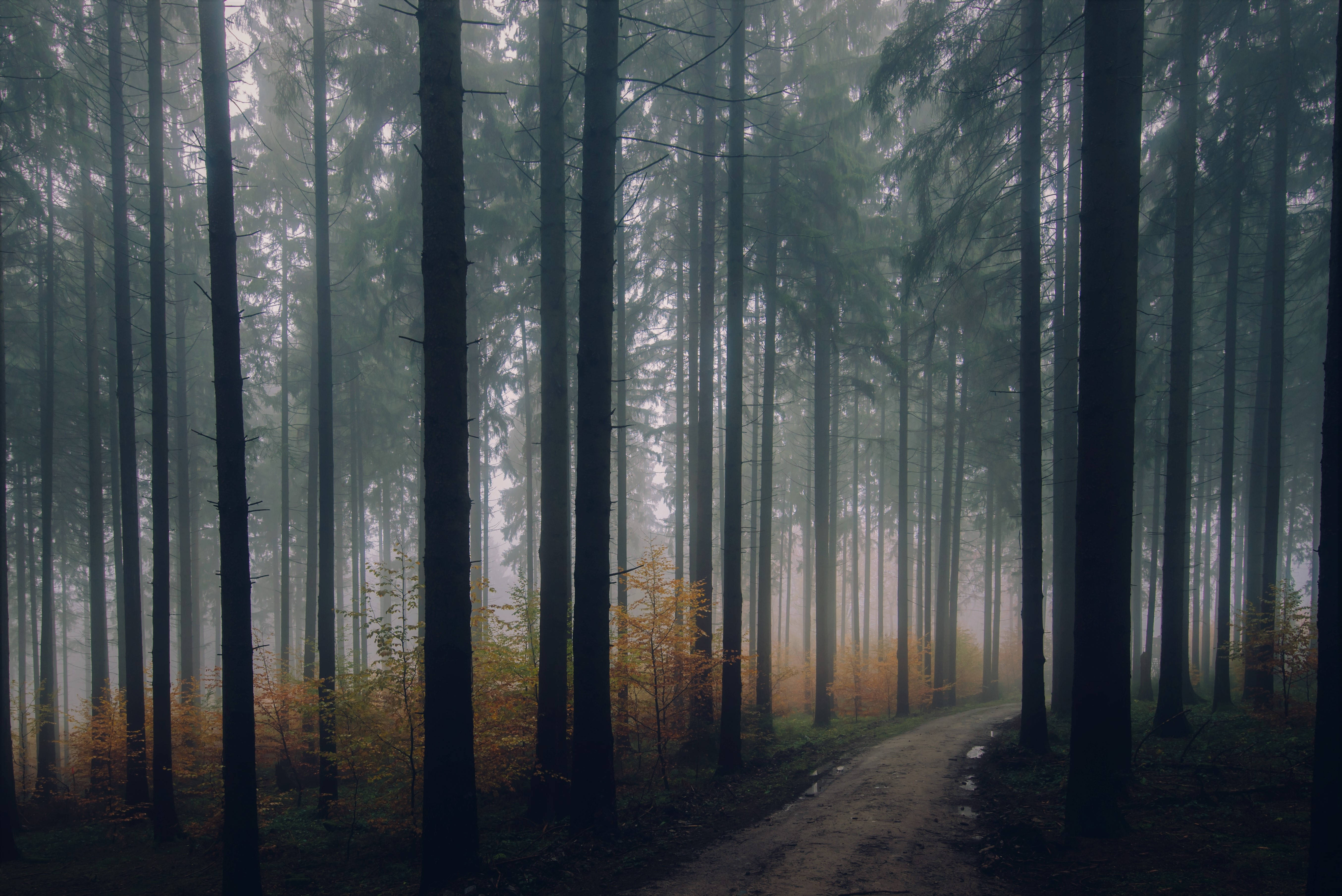 foggy and dark forest, misty forest path, tall dark trees, 5K Desktop Wallpaper
