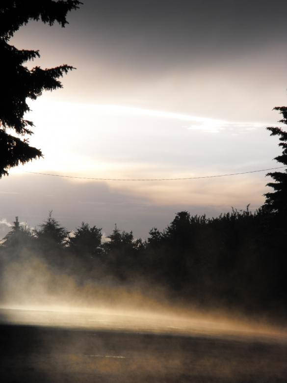 Dark Forest iPhone, evergreen trees, misty dawn, SD Phone Wallpaper
