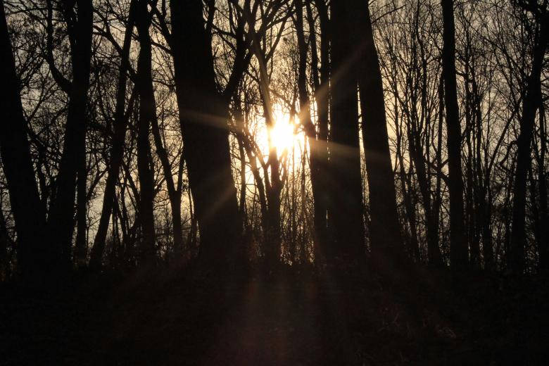 Dark Forest Sunlight, iPhone, golden rays, SD Desktop Wallpaper