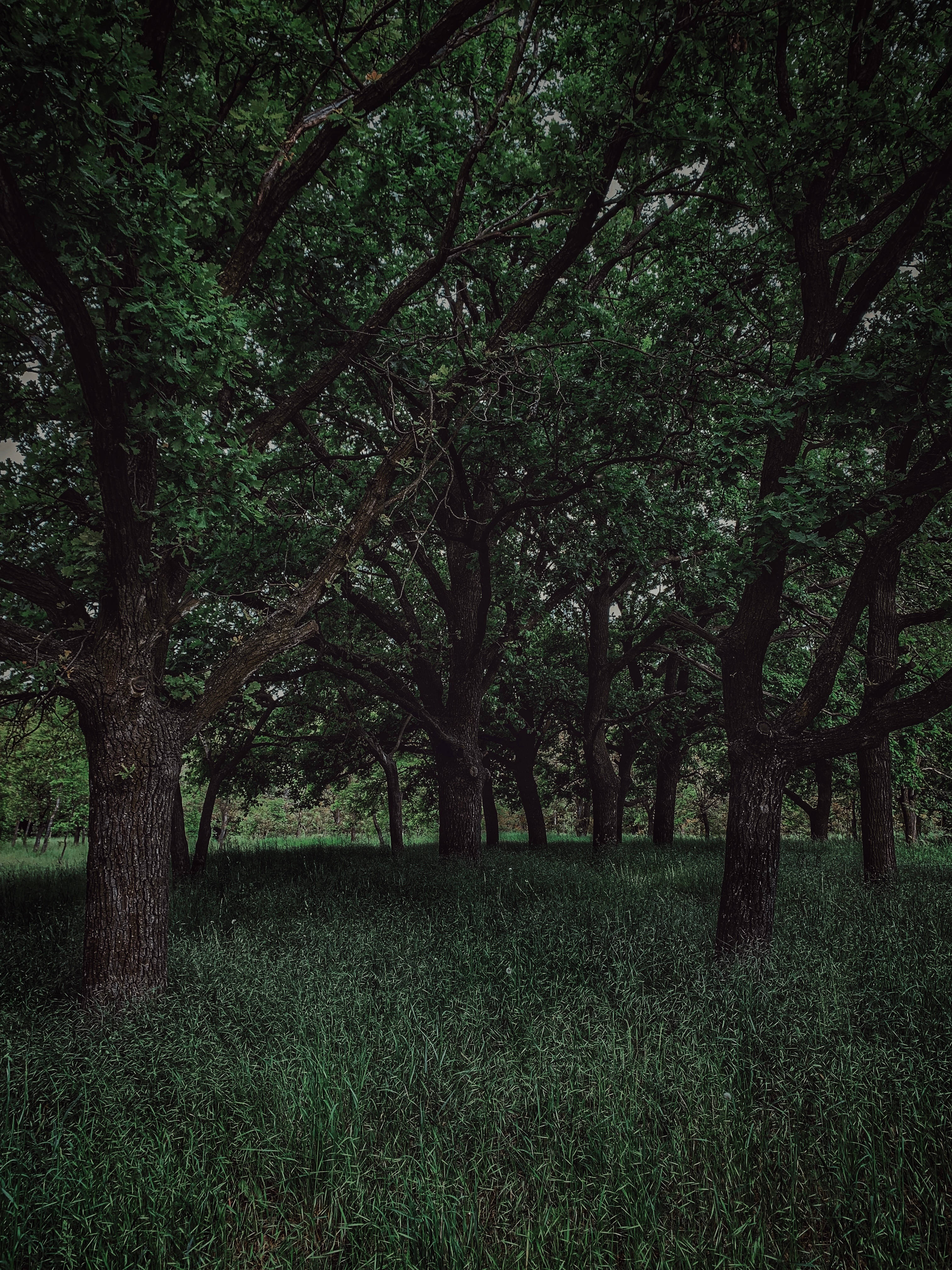 Dark Forest iPhone, tall trees, dark trunks, 4K Phone Wallpaper