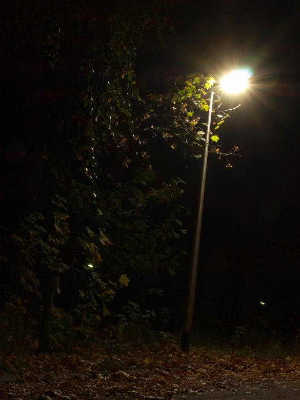 Single Lamp, dark forest, autumn leaves, SD Phone Wallpaper