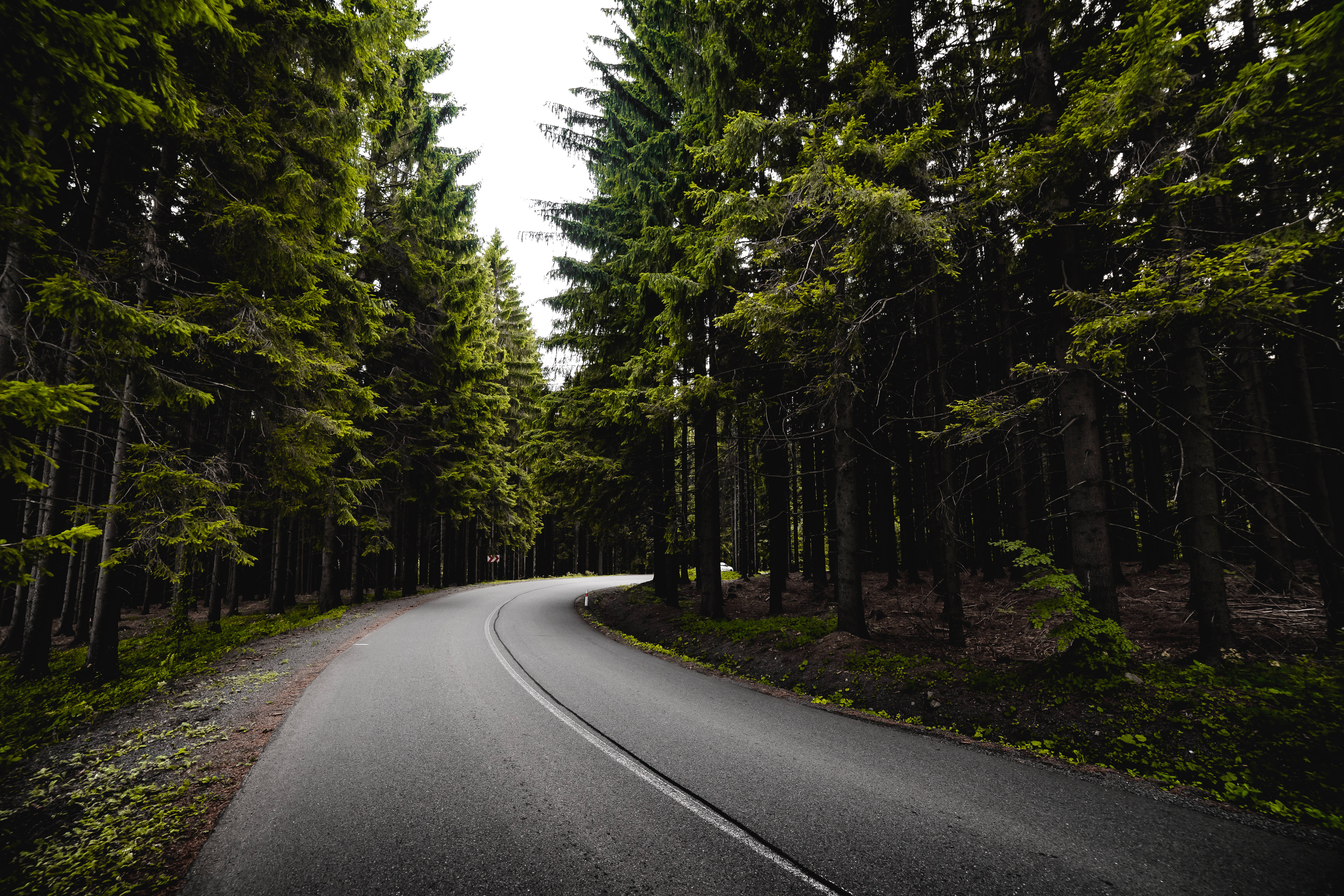 Road, Dark Forest, Asphalt Road, 5K Desktop Wallpaper