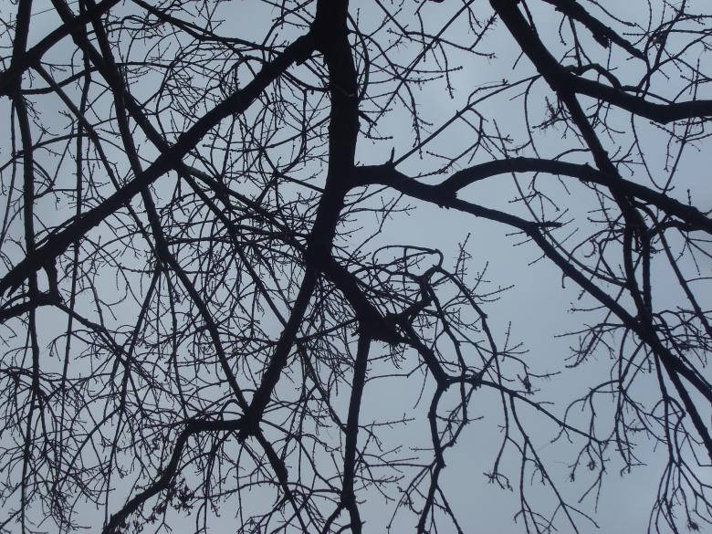 Dark Forest iPhone, bare tree branches, pale gray winter sky, SD Desktop Wallpaper
