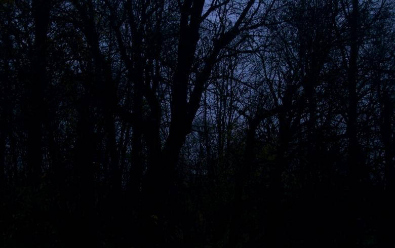 Dark Forest iPhone, tree silhouettes, twilight sky, SD Desktop Wallpaper
