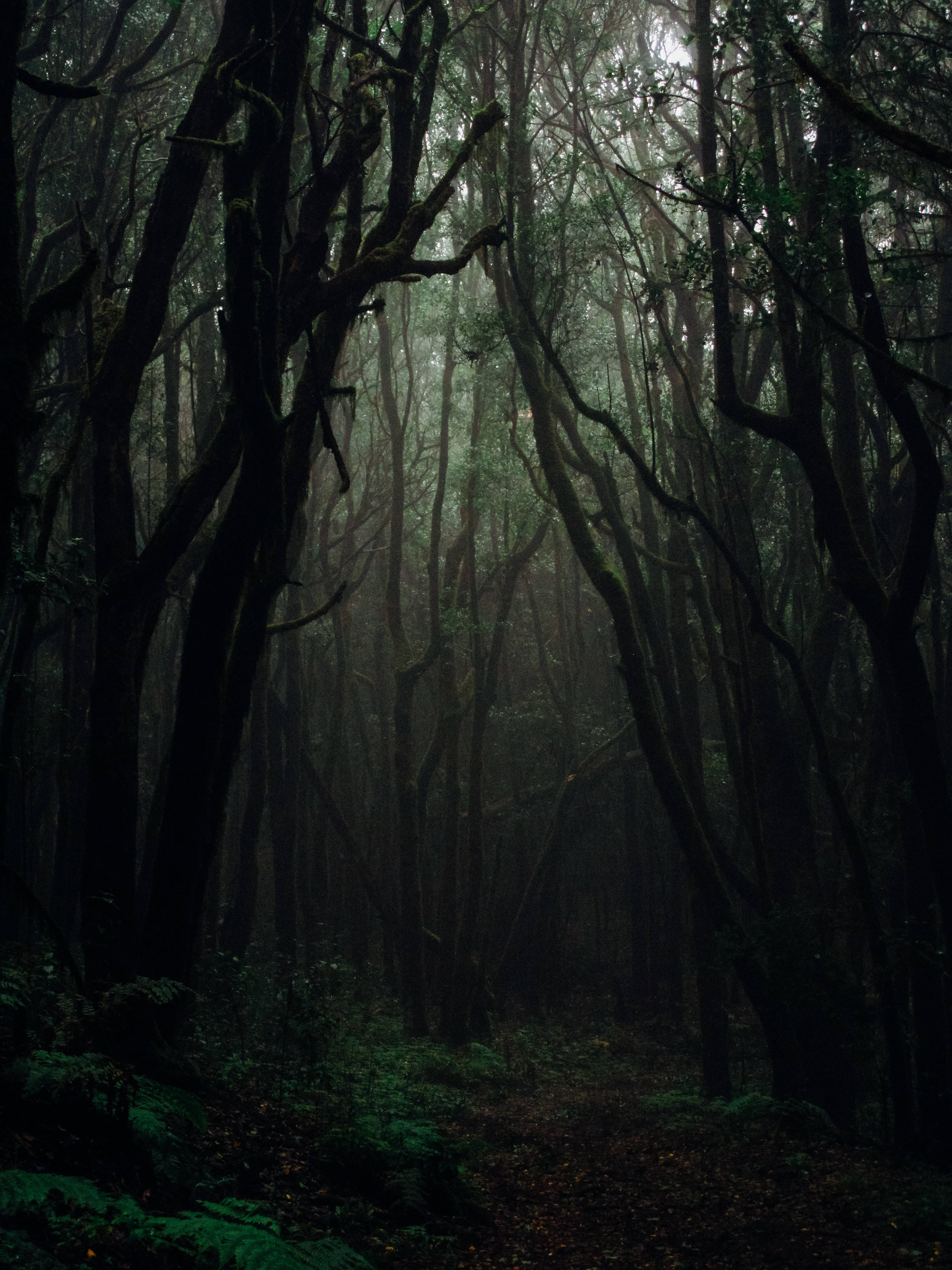 Dark Forest, misty forest path, towering trees, 4K Phone Wallpaper