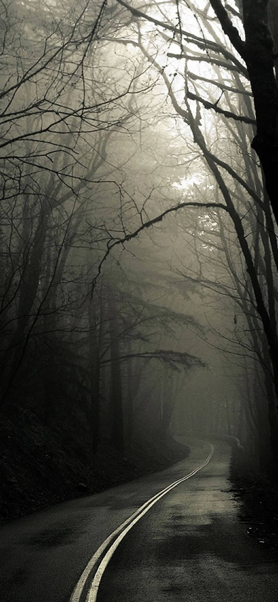 foggy forest road, misty forest road, bare trees, Full HD Phone Wallpaper