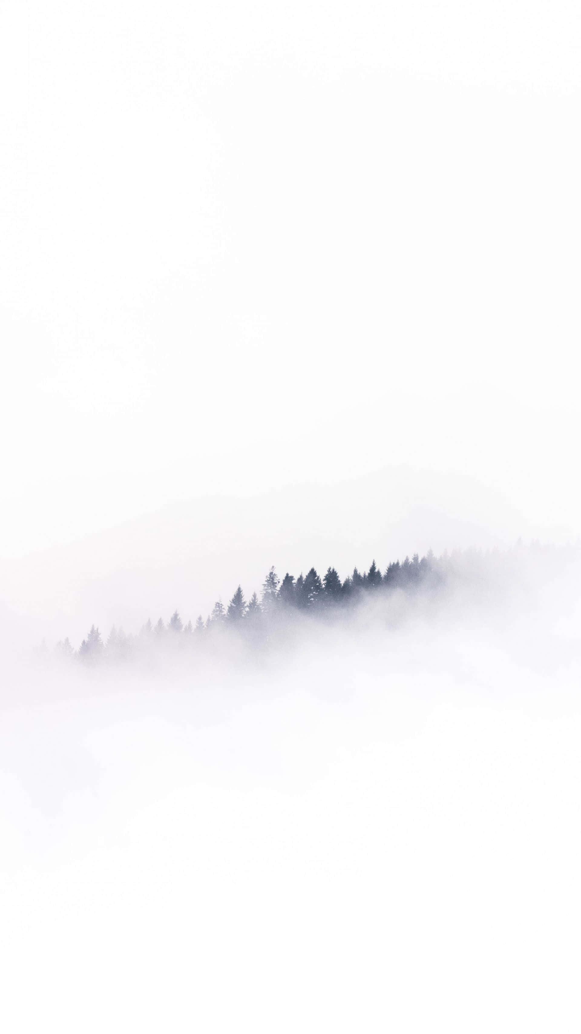 iPhone, white, foggy forest, 2K Phone Wallpaper