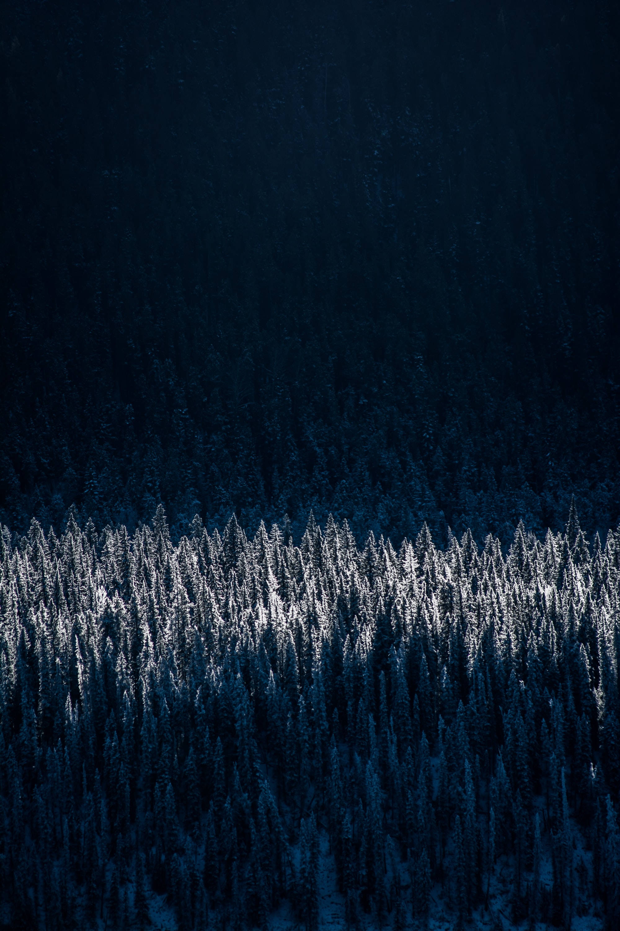 iPhone 11, black, pine trees, 2K Phone Wallpaper