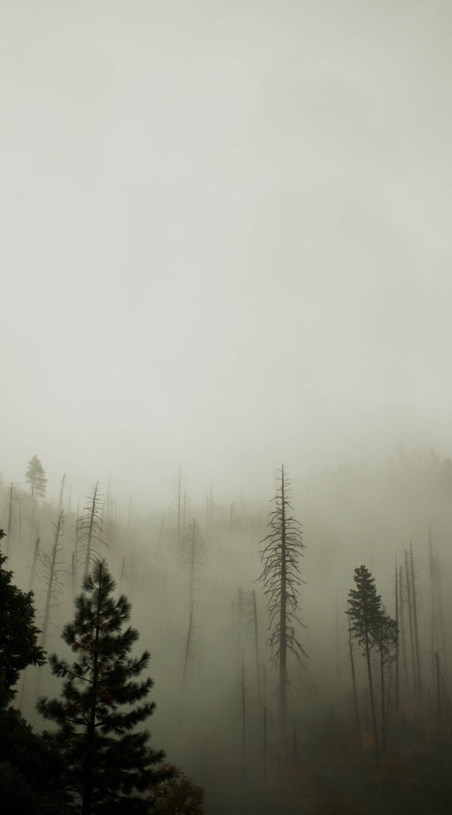 Misty Dark Enchanted Forest, pine trees, thick fog, 2K Phone Wallpaper