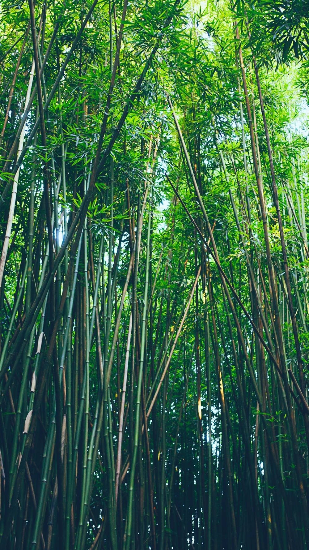 Dark Forest, bamboo plants, iPhone, HD Phone Wallpaper