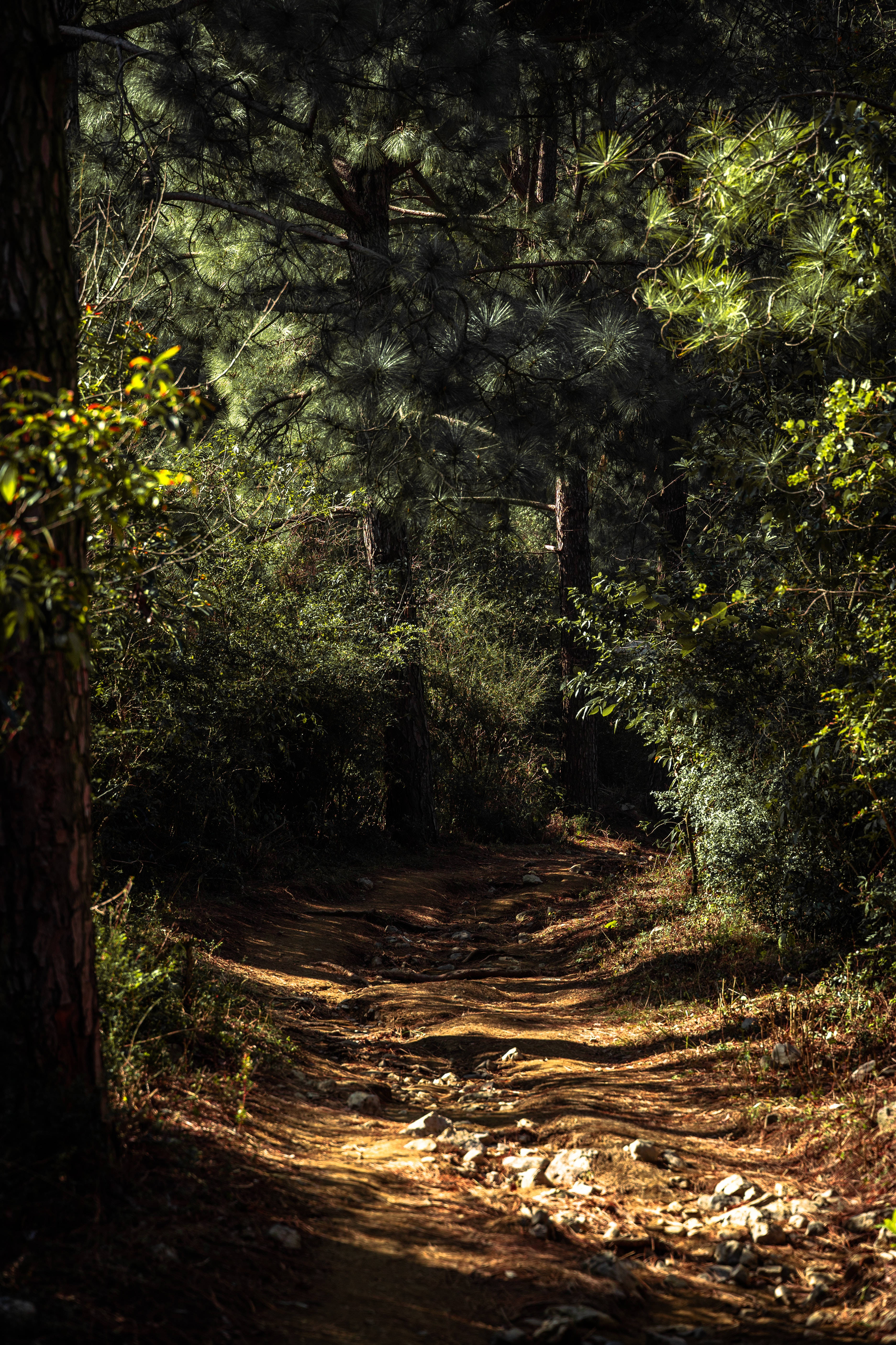 iPhone, lock screen, forest, 5K Phone Wallpaper