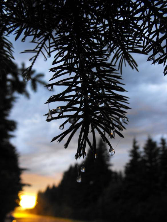 Dark Forest iPhone, pine needles, twilight sky, SD Phone Wallpaper