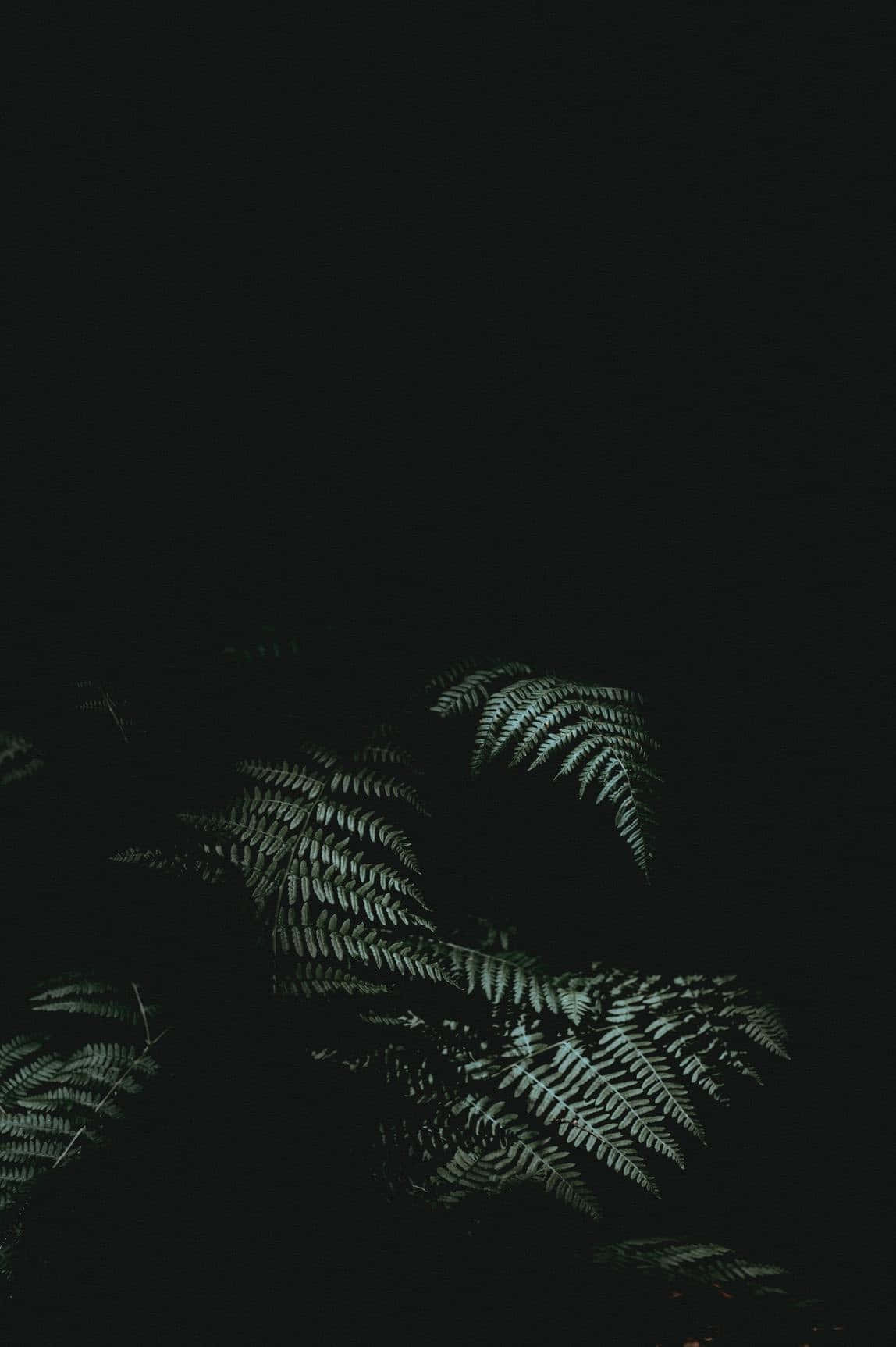 dark forest iPhone, ferns, green, HD Phone Wallpaper