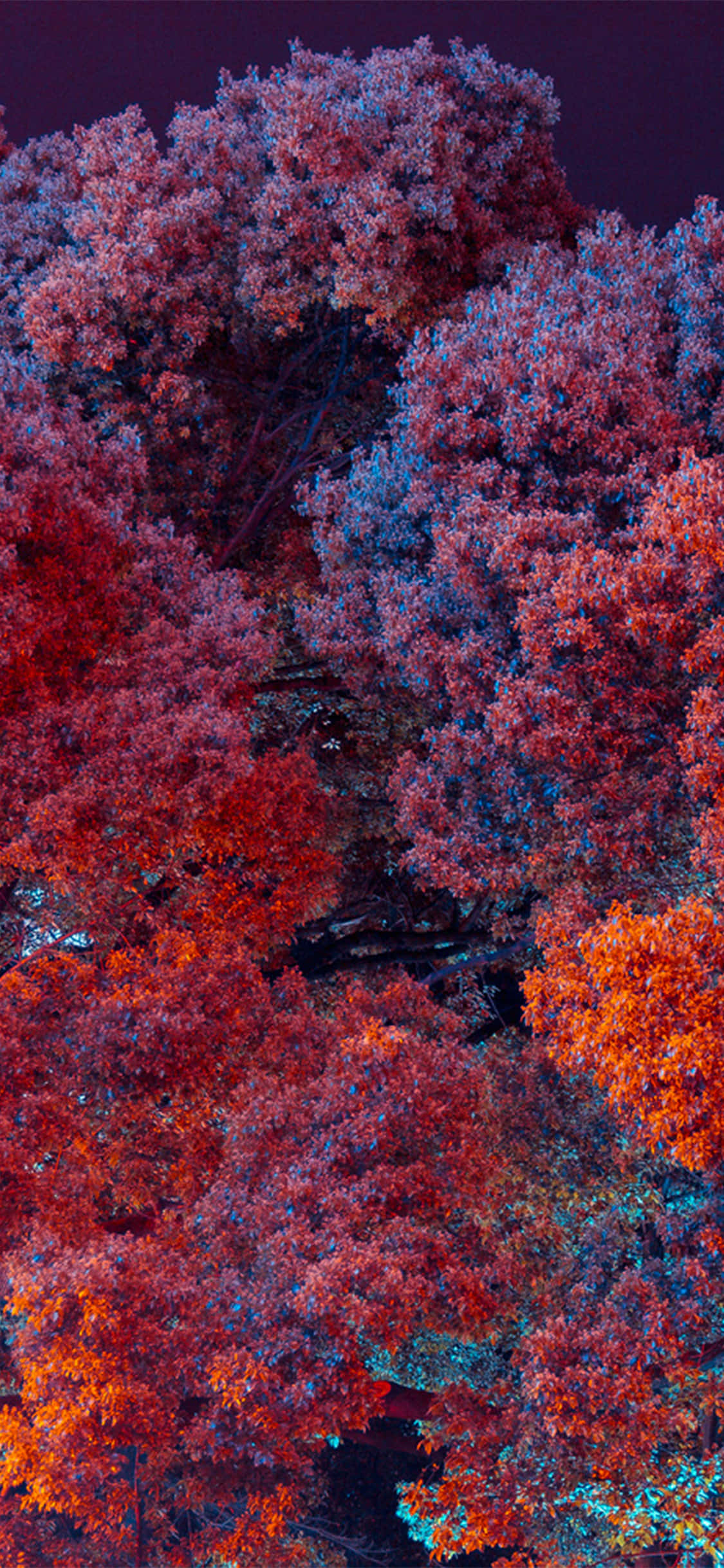 iPhone, red foliage, blue foliage, Full HD Phone Wallpaper