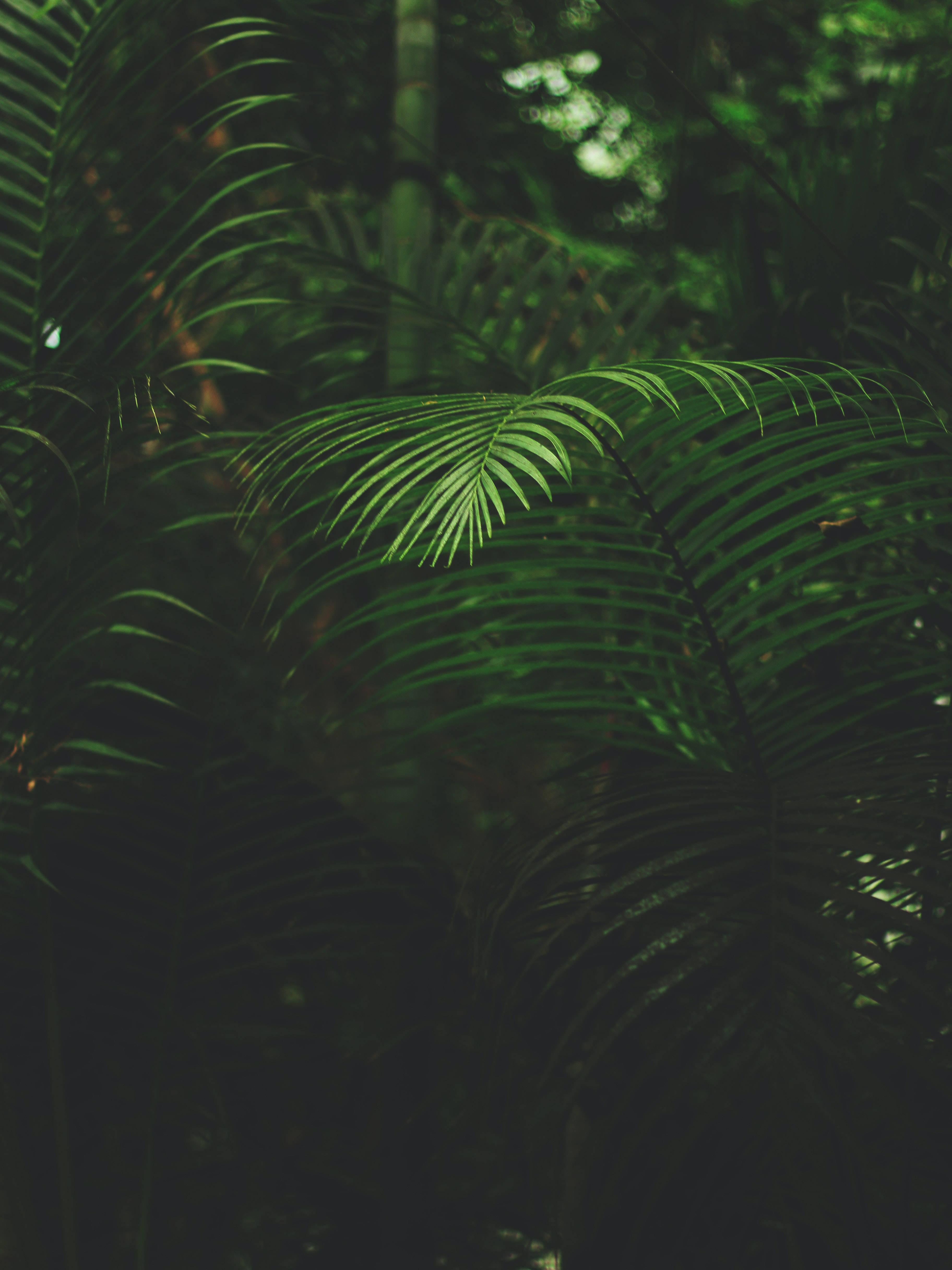 Dark Forest, plant iPhone, tropical foliage, 4K Phone Wallpaper