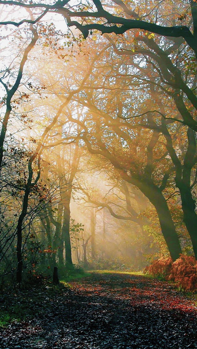 morning sunrise, autumn forest, golden rays, SD Phone Wallpaper