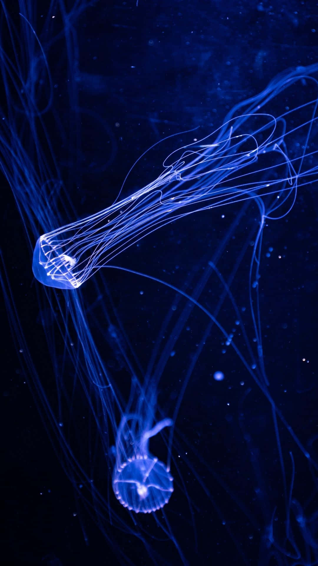 Glow in the Dark Galaxy, glowing blue jellyfish, dark ocean waters, Full HD Phone Wallpaper