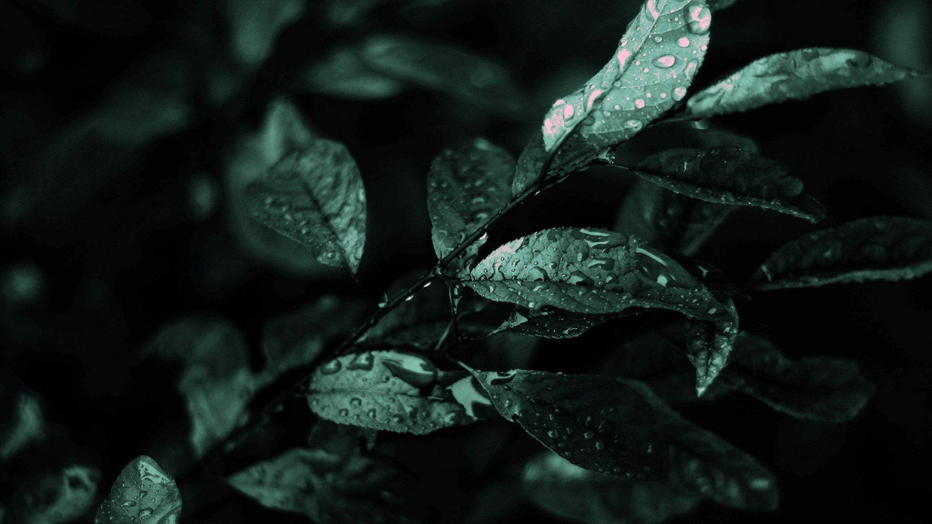 Dark Green Wild Leaves Aesthetic, dark green leaves, raindrops, Full HD Desktop Wallpaper