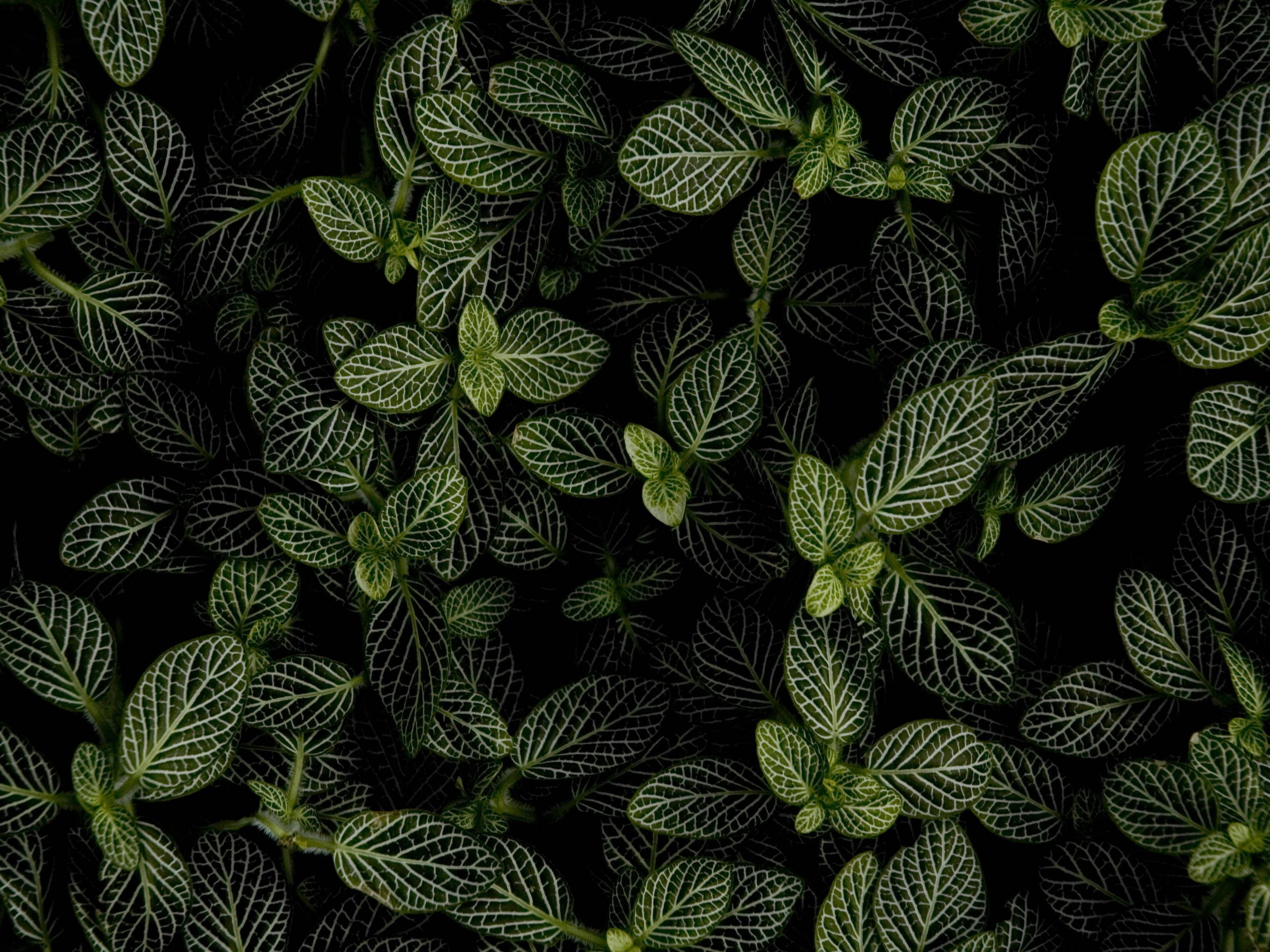 Mint Plant, Dark background, vibrant green leaves, 2K Desktop Wallpaper