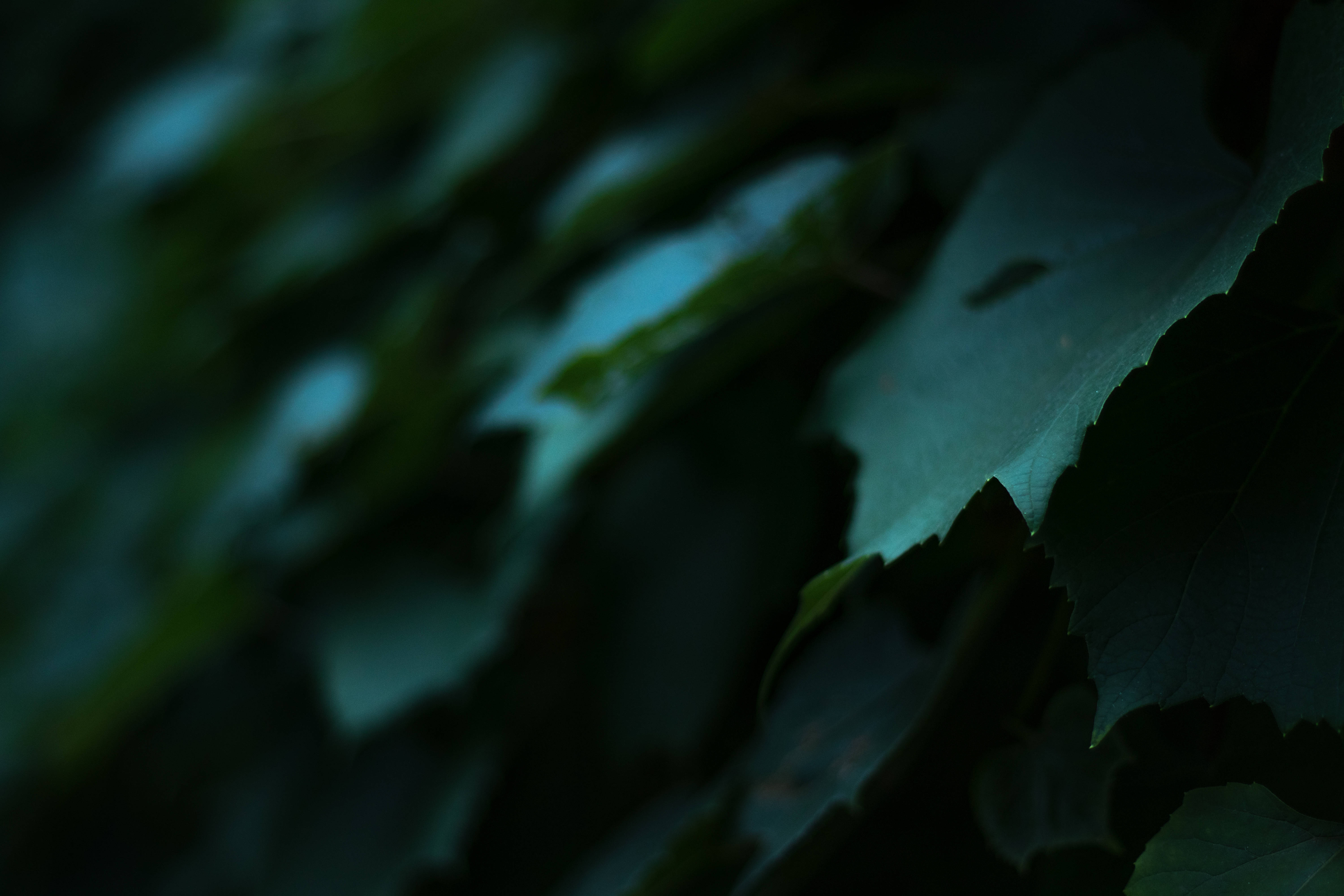 dark green leaves, soft blue highlights, shadowy forest light, 5K Desktop Wallpaper