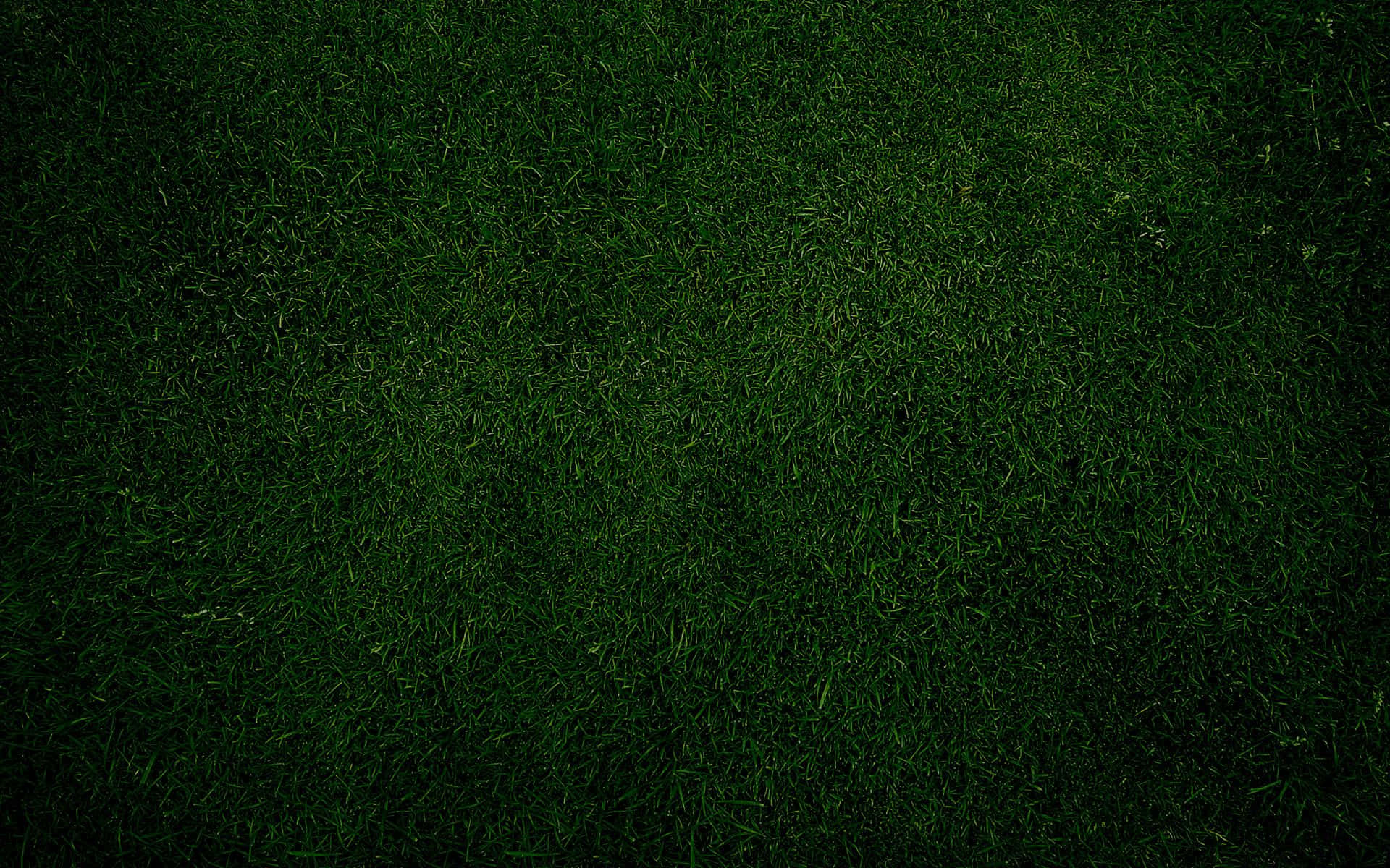 Dark Green Grunge, dark green grass blades, dim lighting, Full HD Desktop Wallpaper