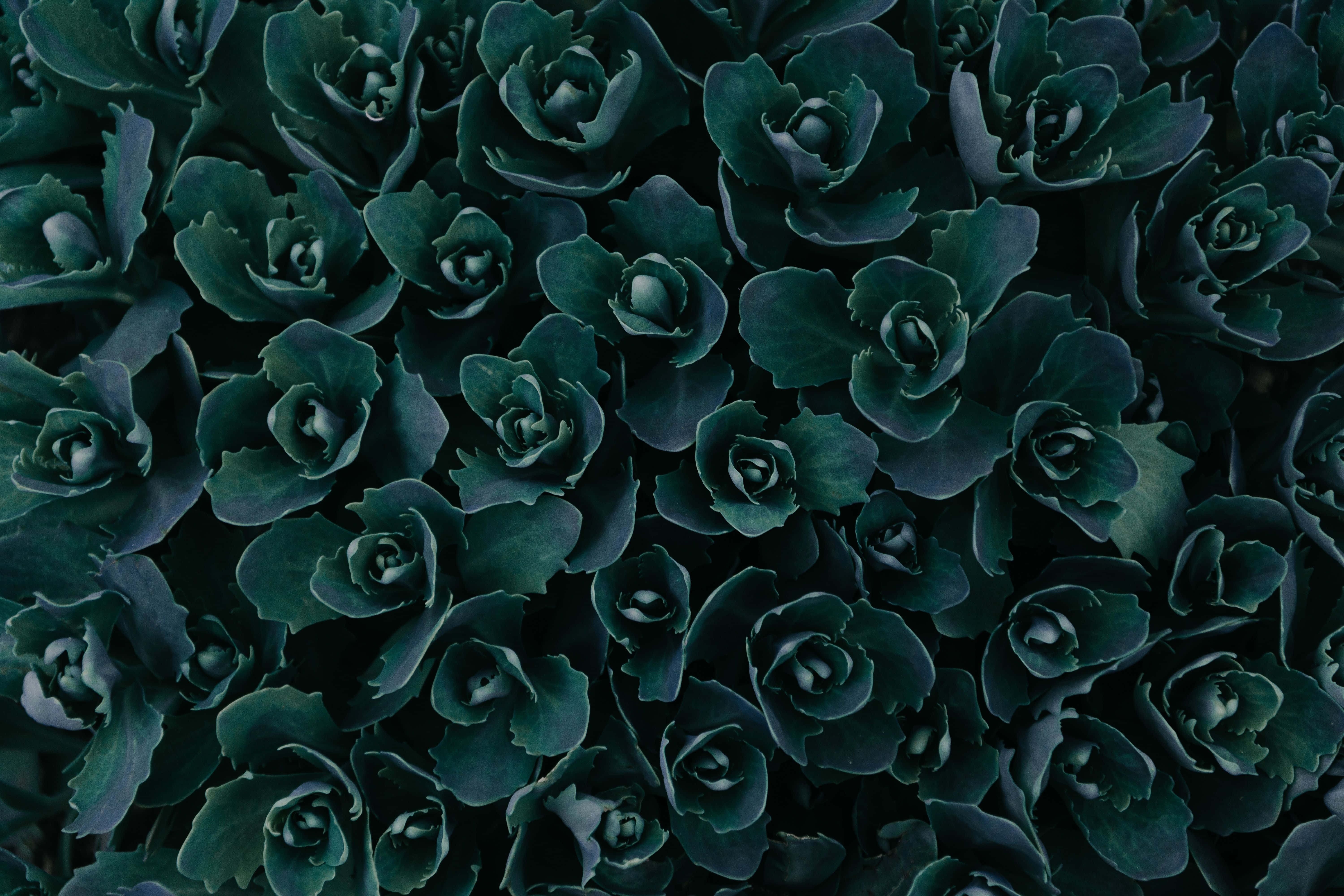 dark green grunge, dark teal, succulent leaves, 5K Desktop Wallpaper