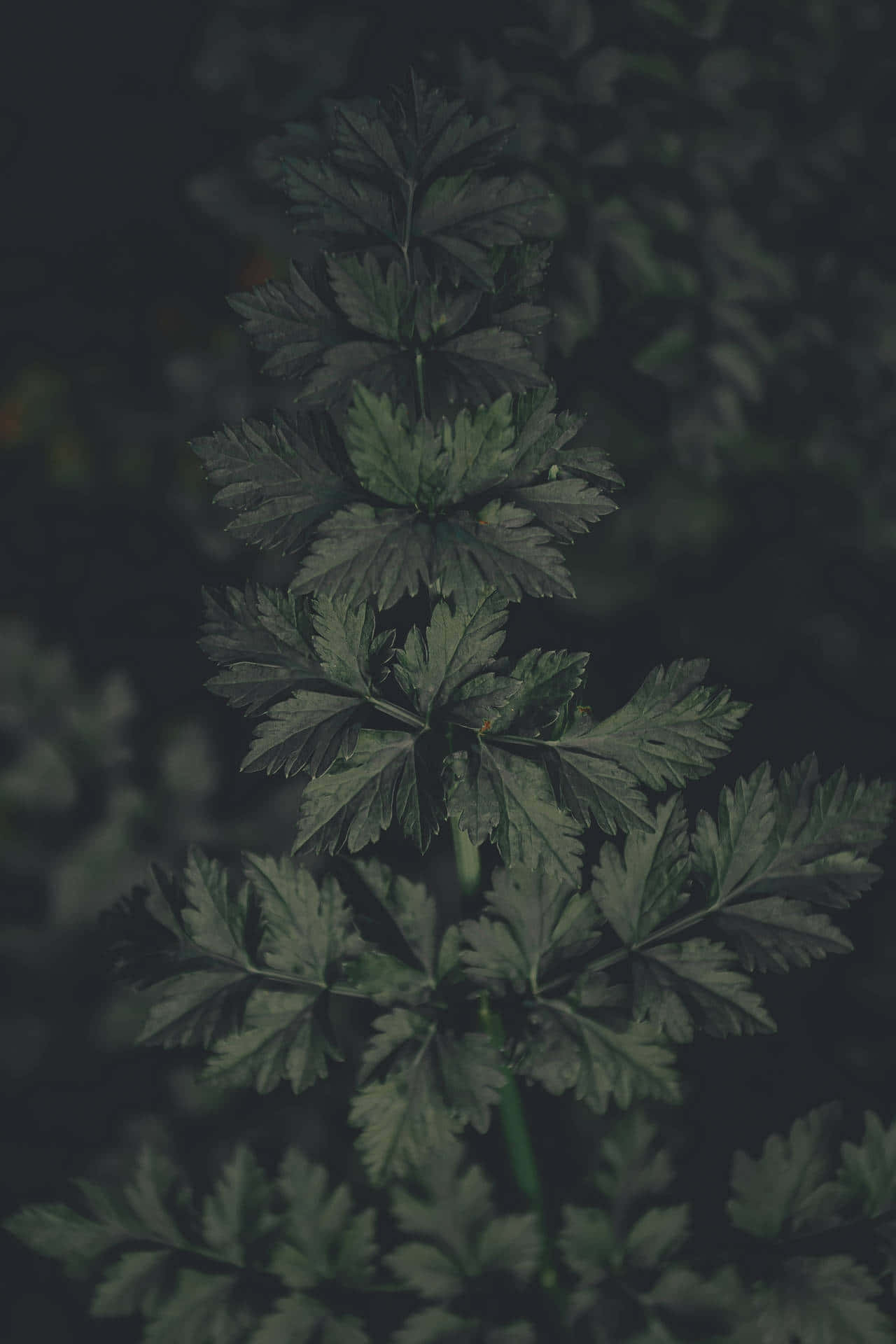 dark green, foliage, night aesthetic, Full HD Phone Wallpaper