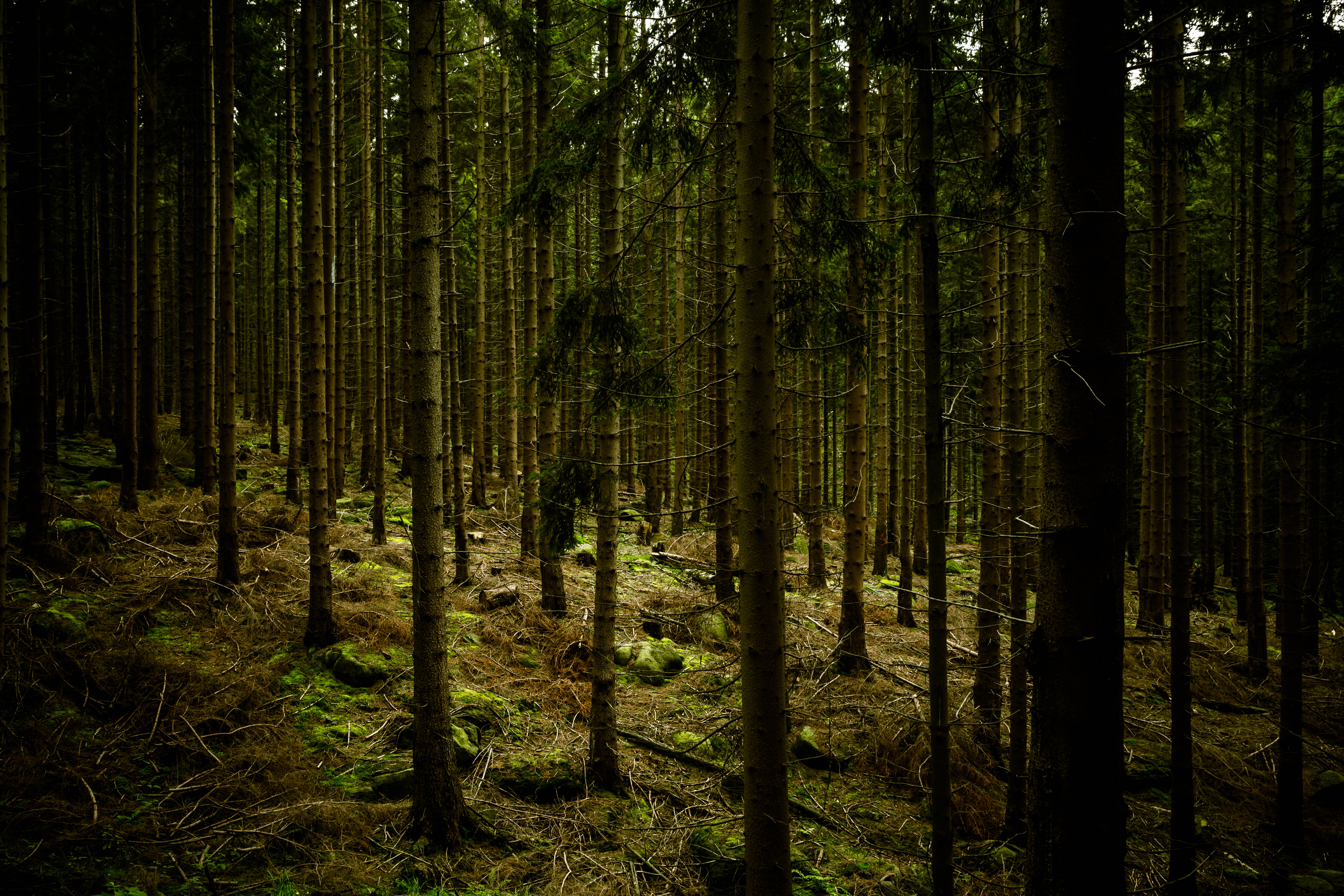 Dark Green Forest, pine trees, shadowed canopy, 5K Desktop Wallpaper