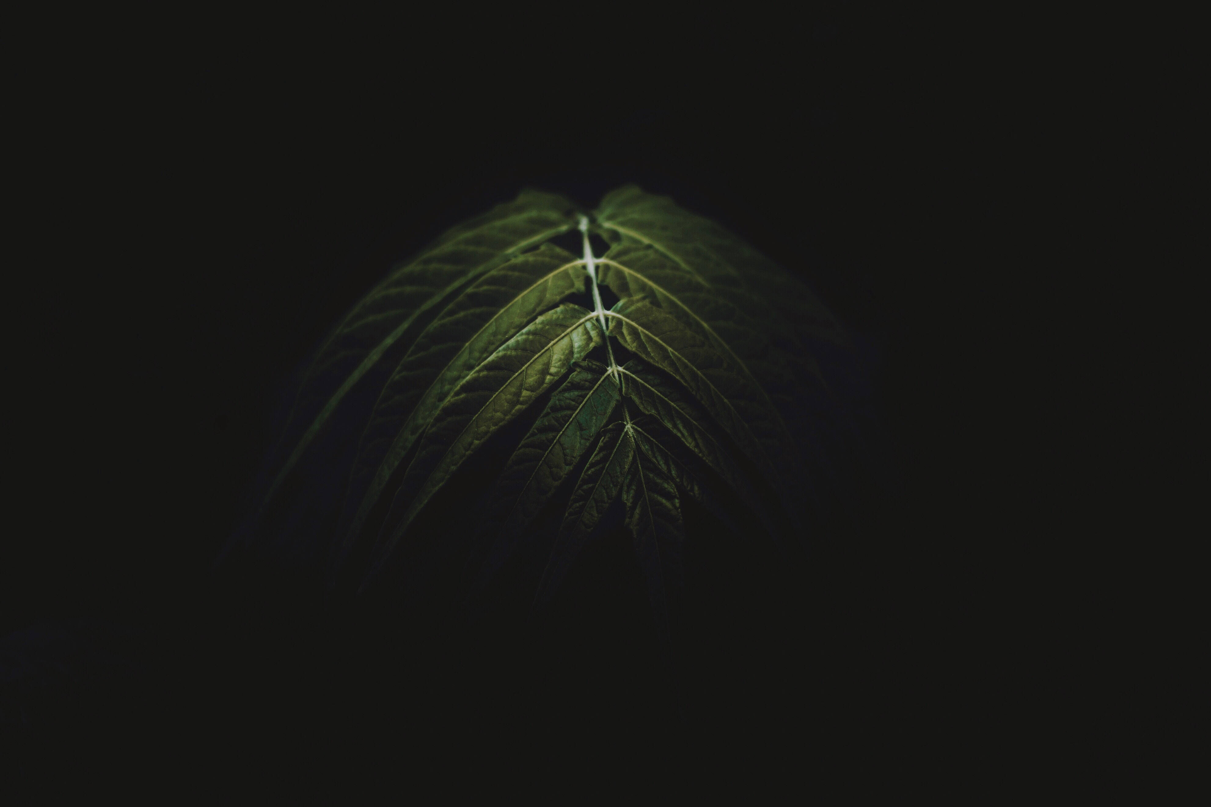 dark green leaf, deep black background, intricate veins, 4K Desktop Wallpaper