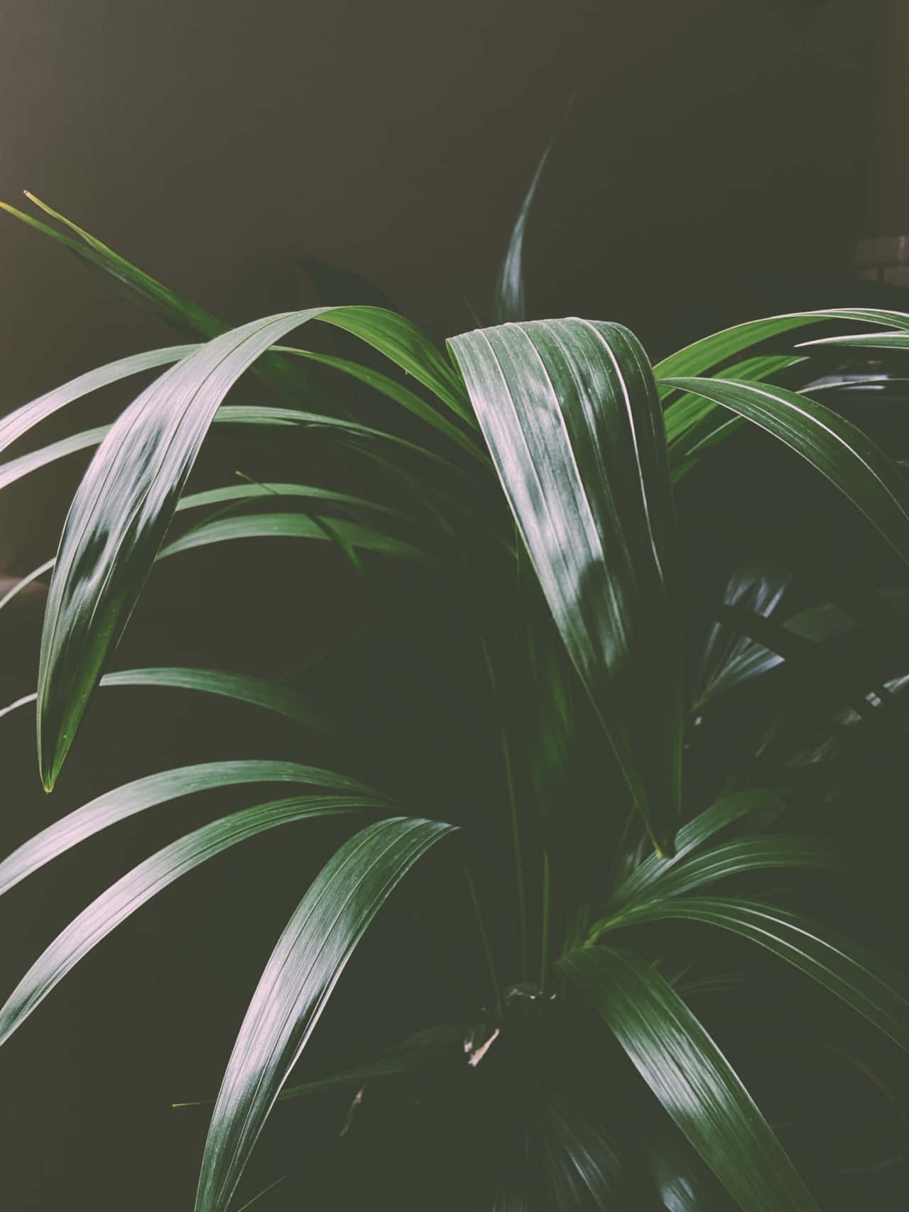 Dark Green Plant, moody lighting, tropical plant, HD Phone Wallpaper