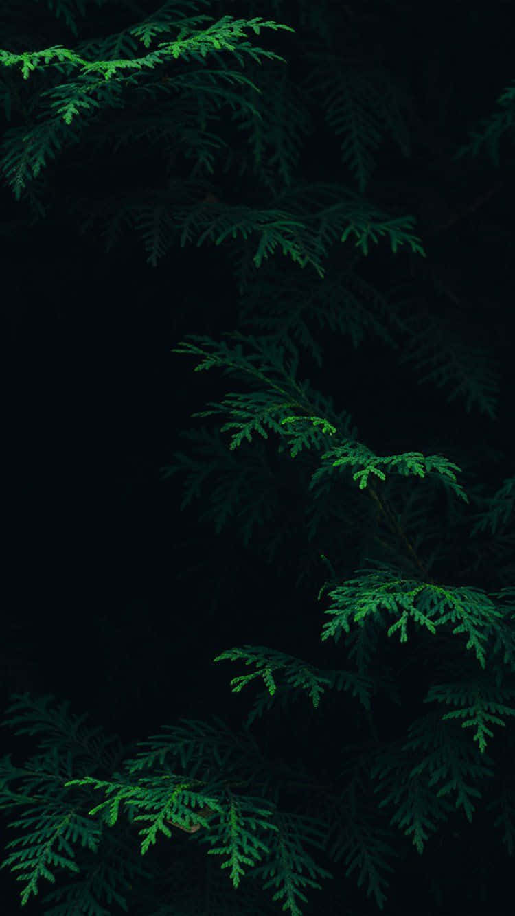 Dark Green iPhone, Fern Leaves, dark forest branches, HD Phone Wallpaper