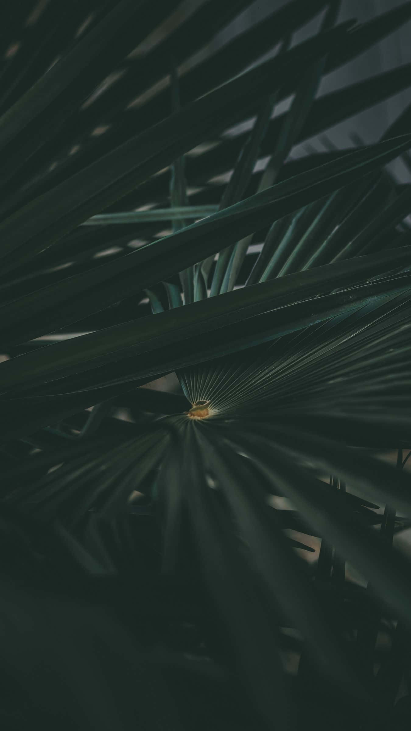 Dark Green iPhone, dark green, palm fronds, Full HD Phone Wallpaper
