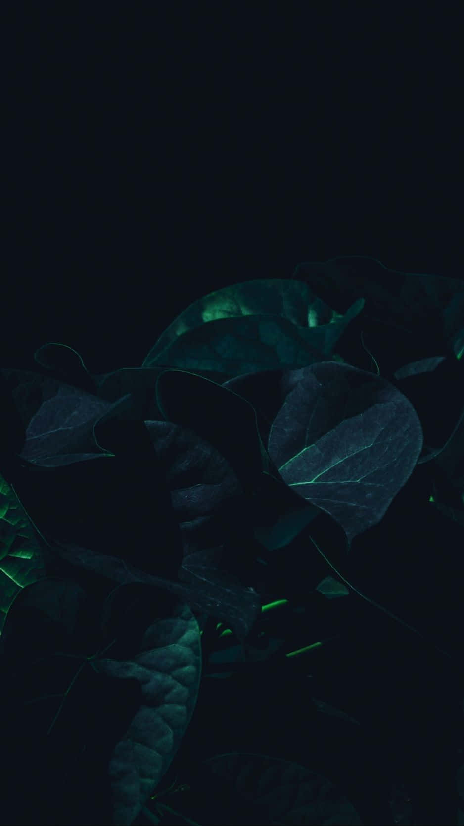 Dark Green iPhone, dark teal leaves, black background, HD Phone Wallpaper