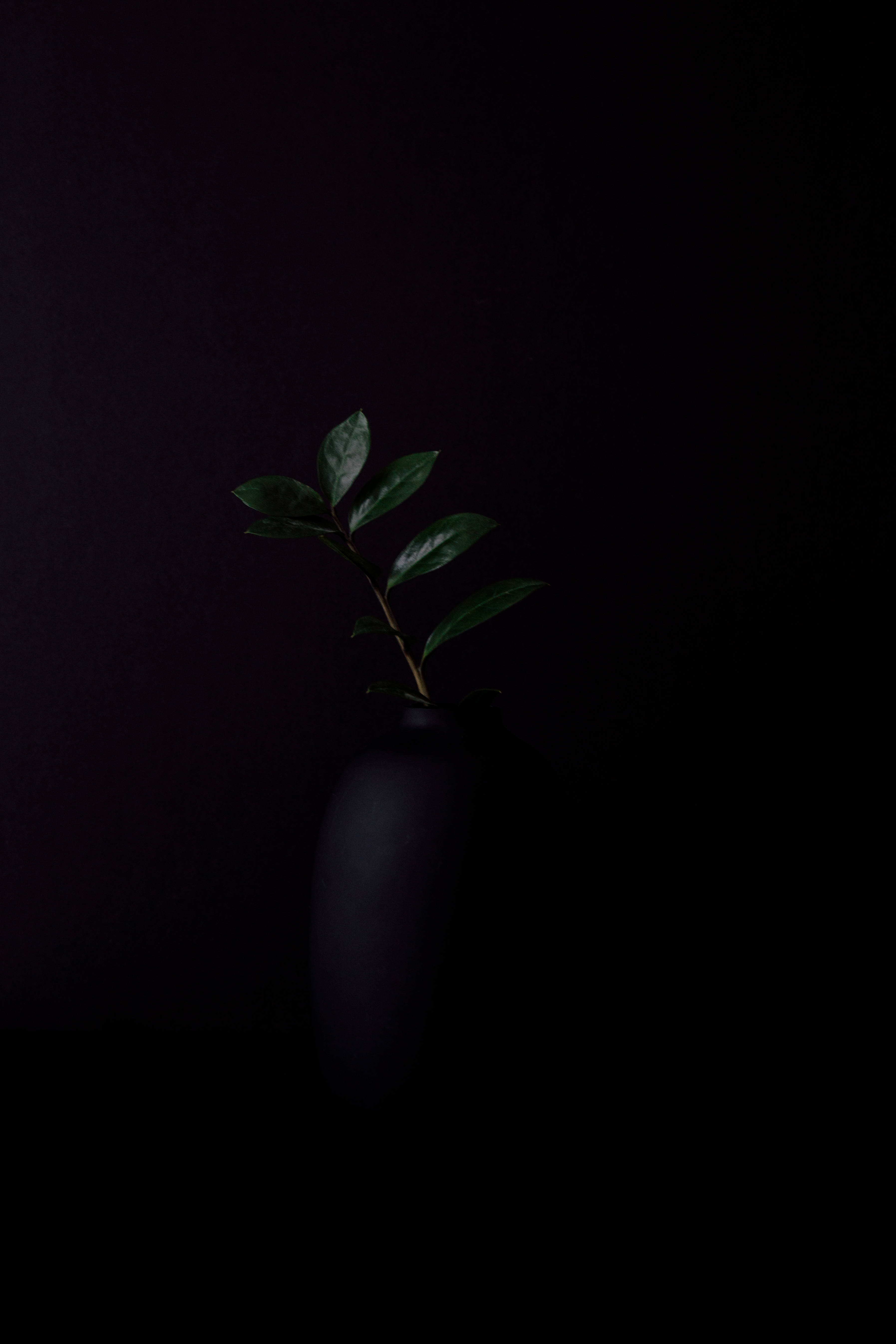 dark green plant, black vase, matte black vase, 5K Phone Wallpaper