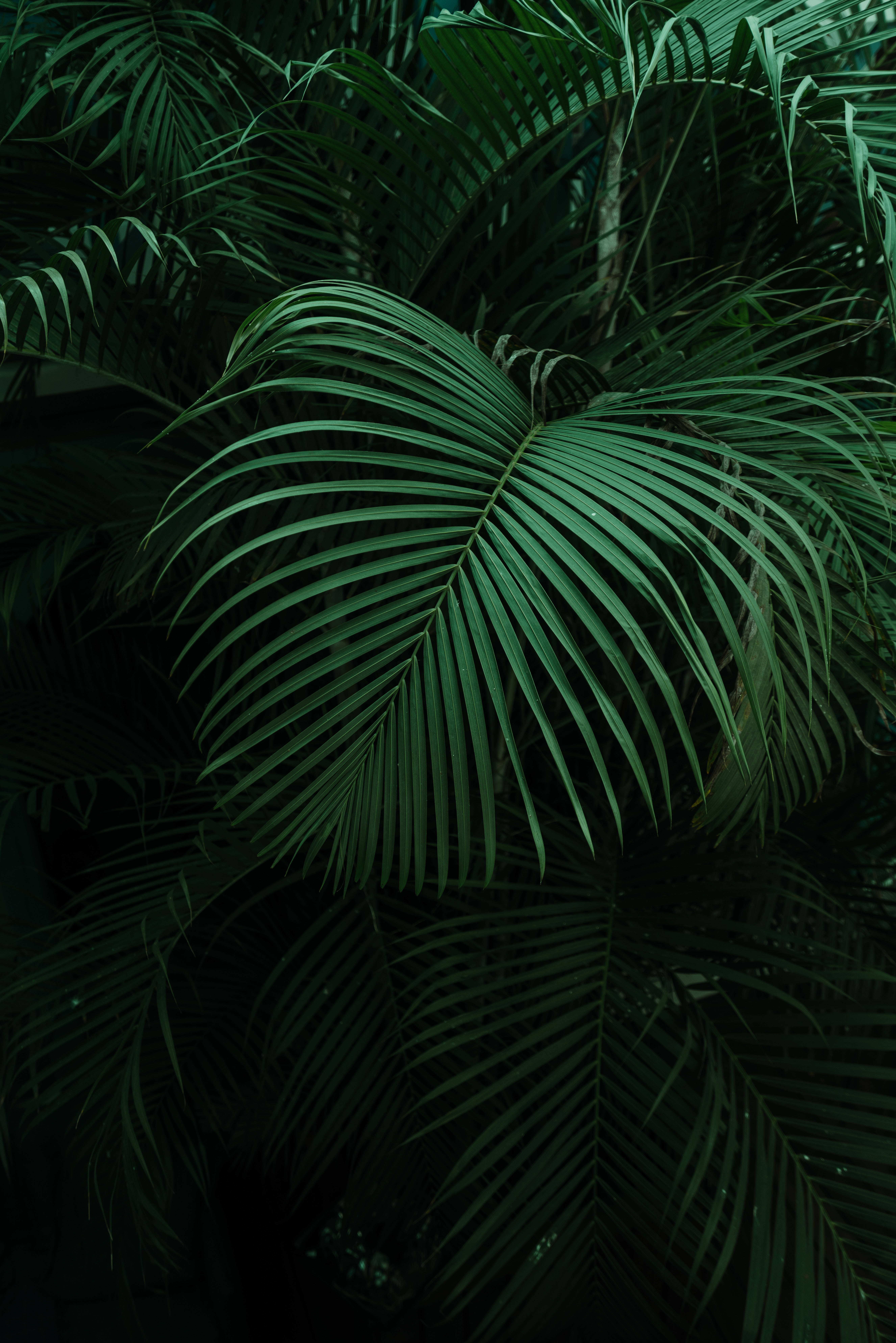 dark green, tropical palm leaves, palm fronds, 8K Phone Wallpaper
