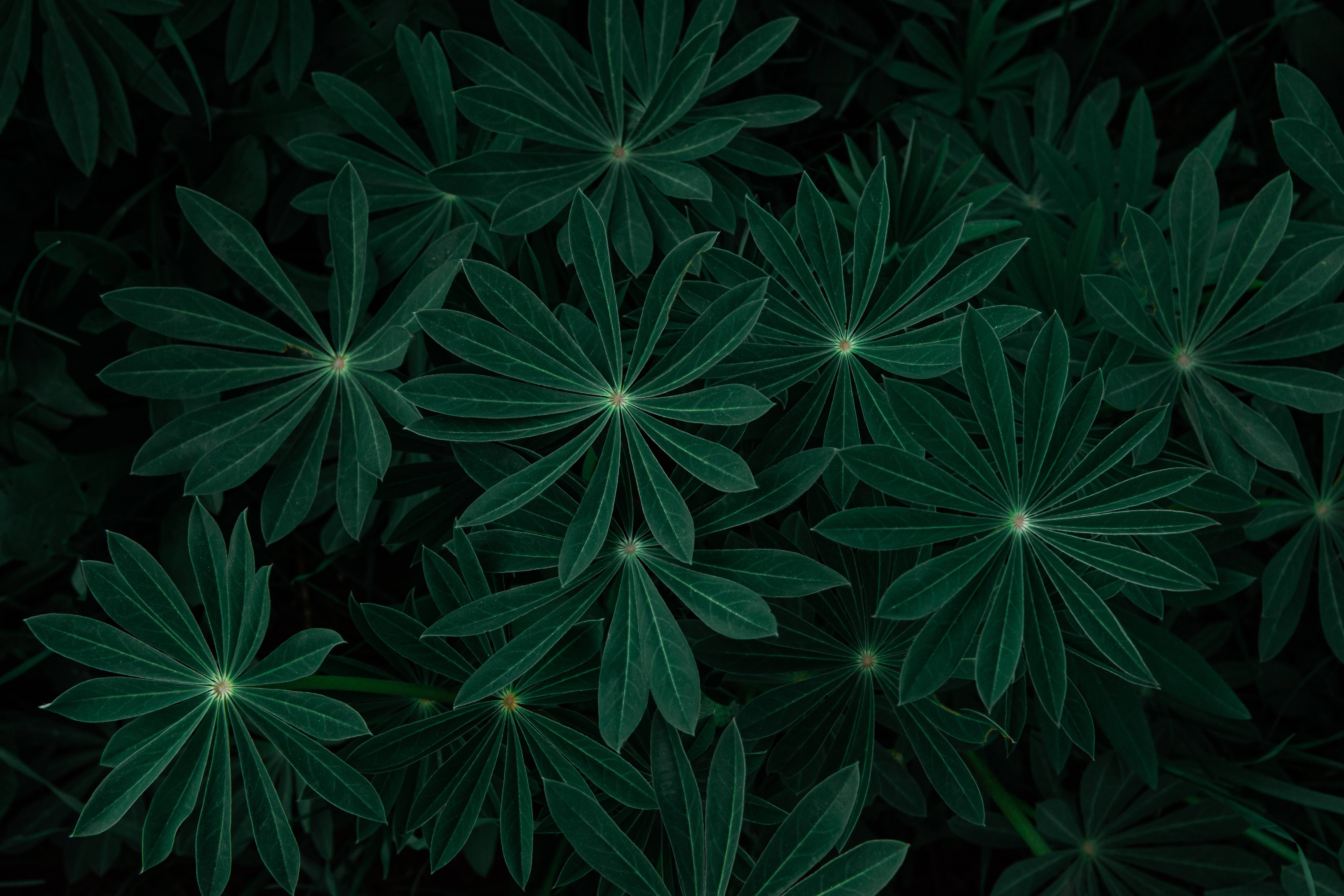 Dark Green, lupine leaves, dense textured pattern, 5K Desktop Wallpaper