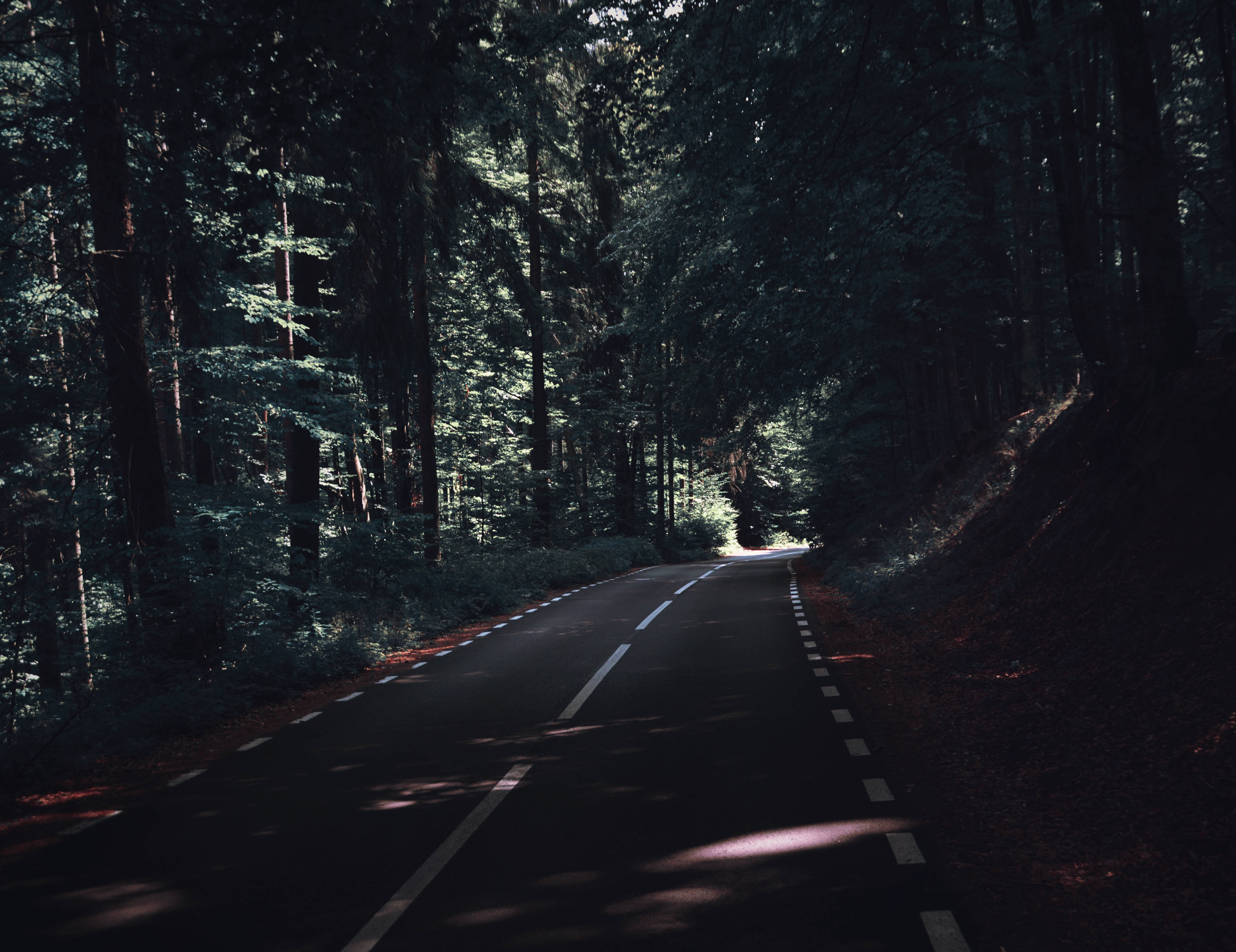 dark green trees, winding asphalt road, dense dark forest, 5K Desktop Wallpaper