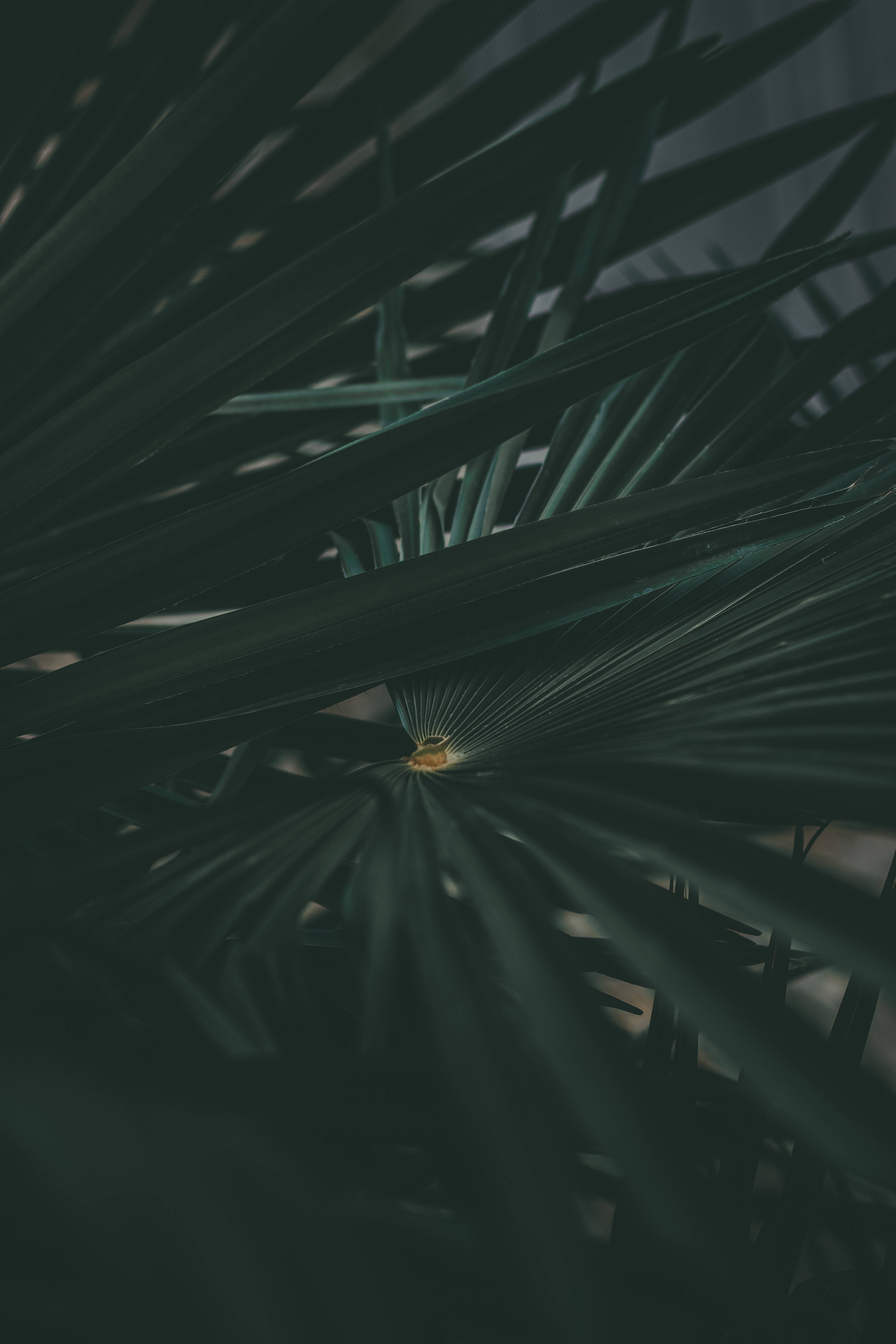dark green palm fronds, layered canopy, shadowy canopy, 5K Phone Wallpaper