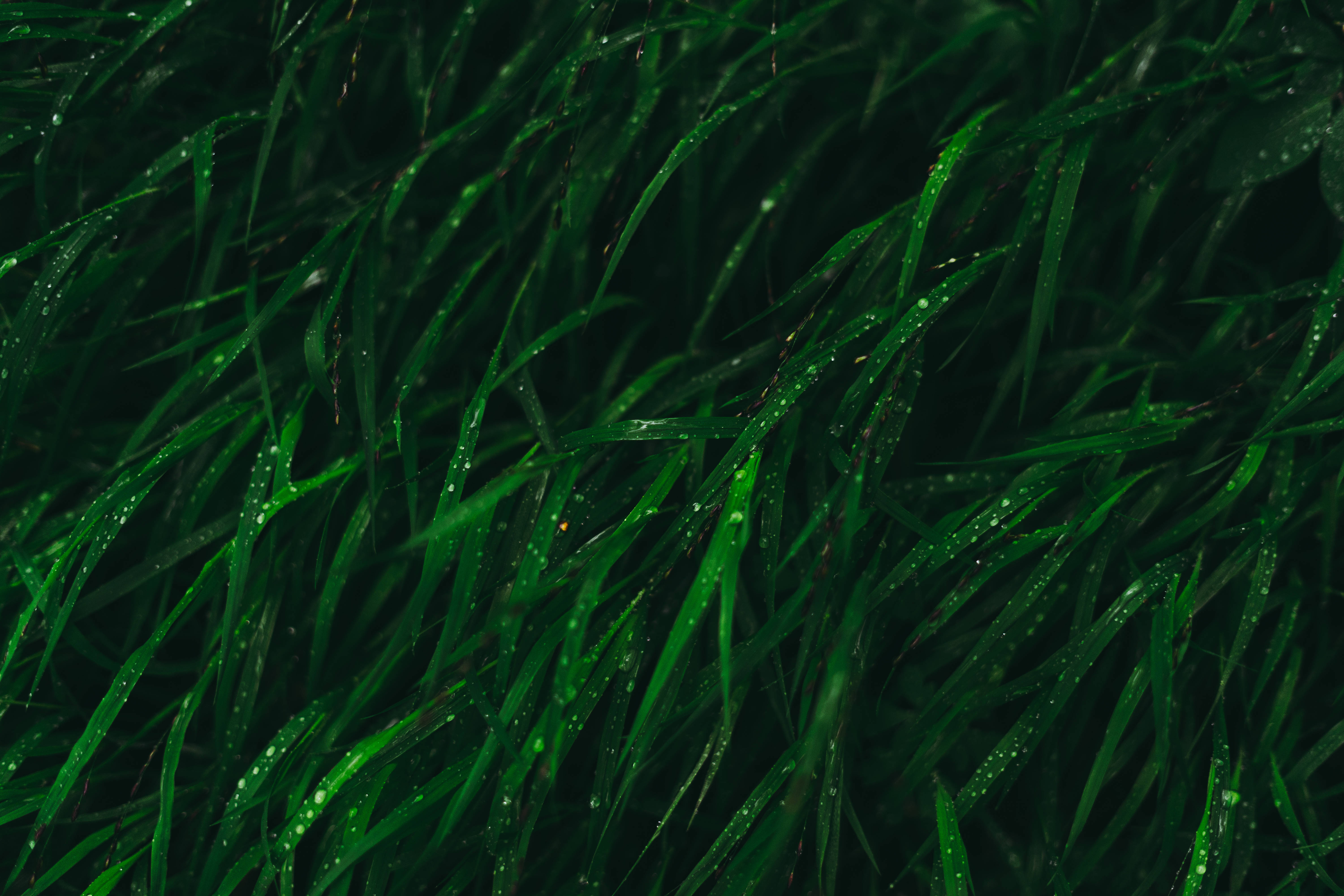dark green, grass, dewdrops, 5K Desktop Wallpaper