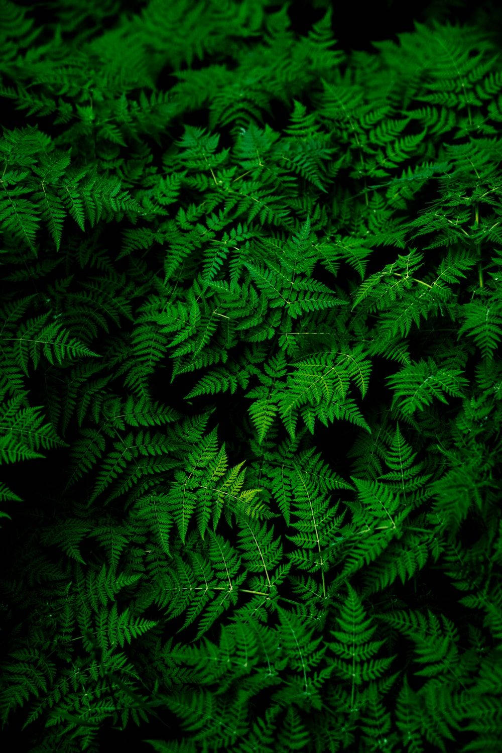 dark green, ferns, fronds, HD Phone Wallpaper