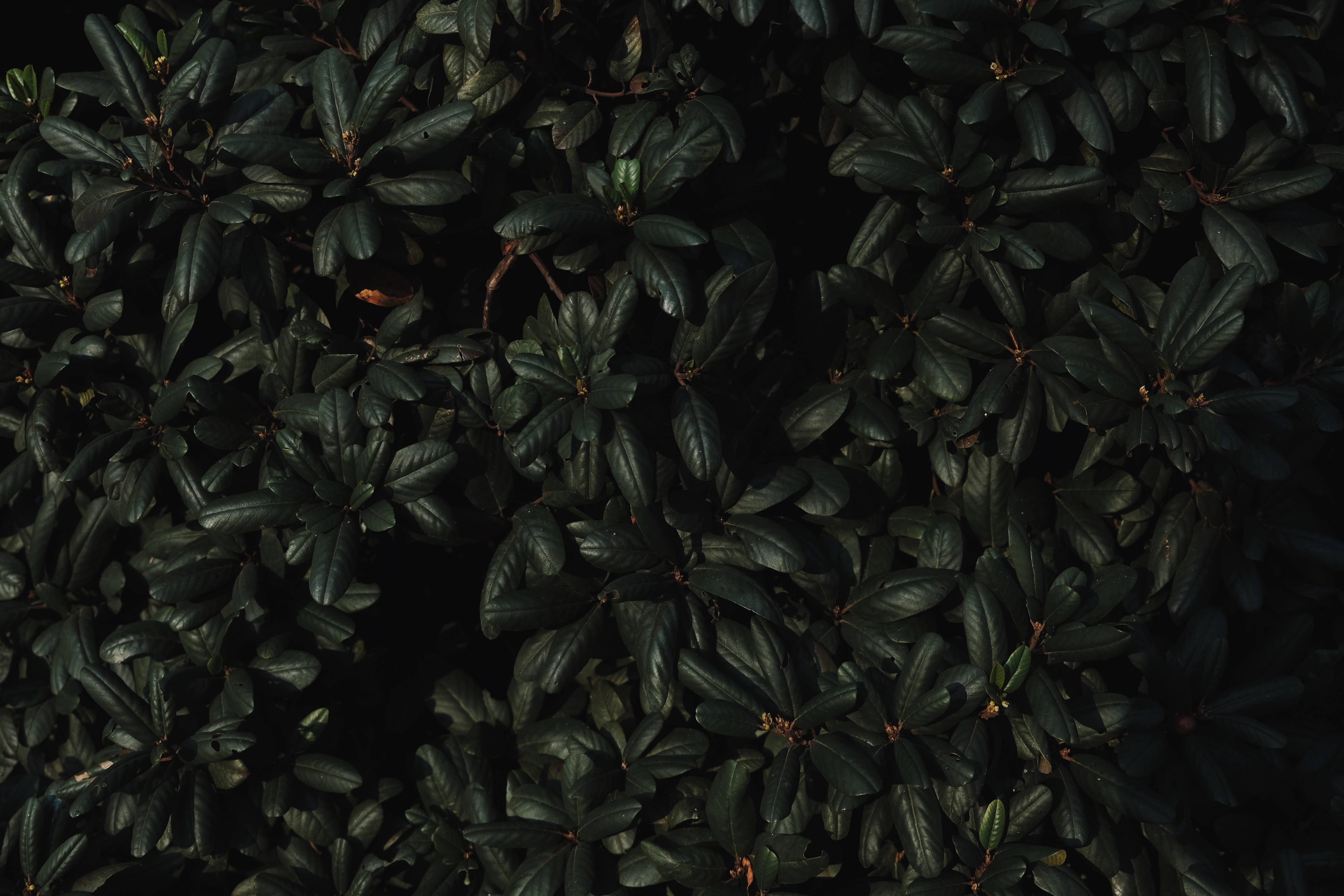 dark glossy green leaves, overhead view, subtle shadows, 5K Desktop Wallpaper