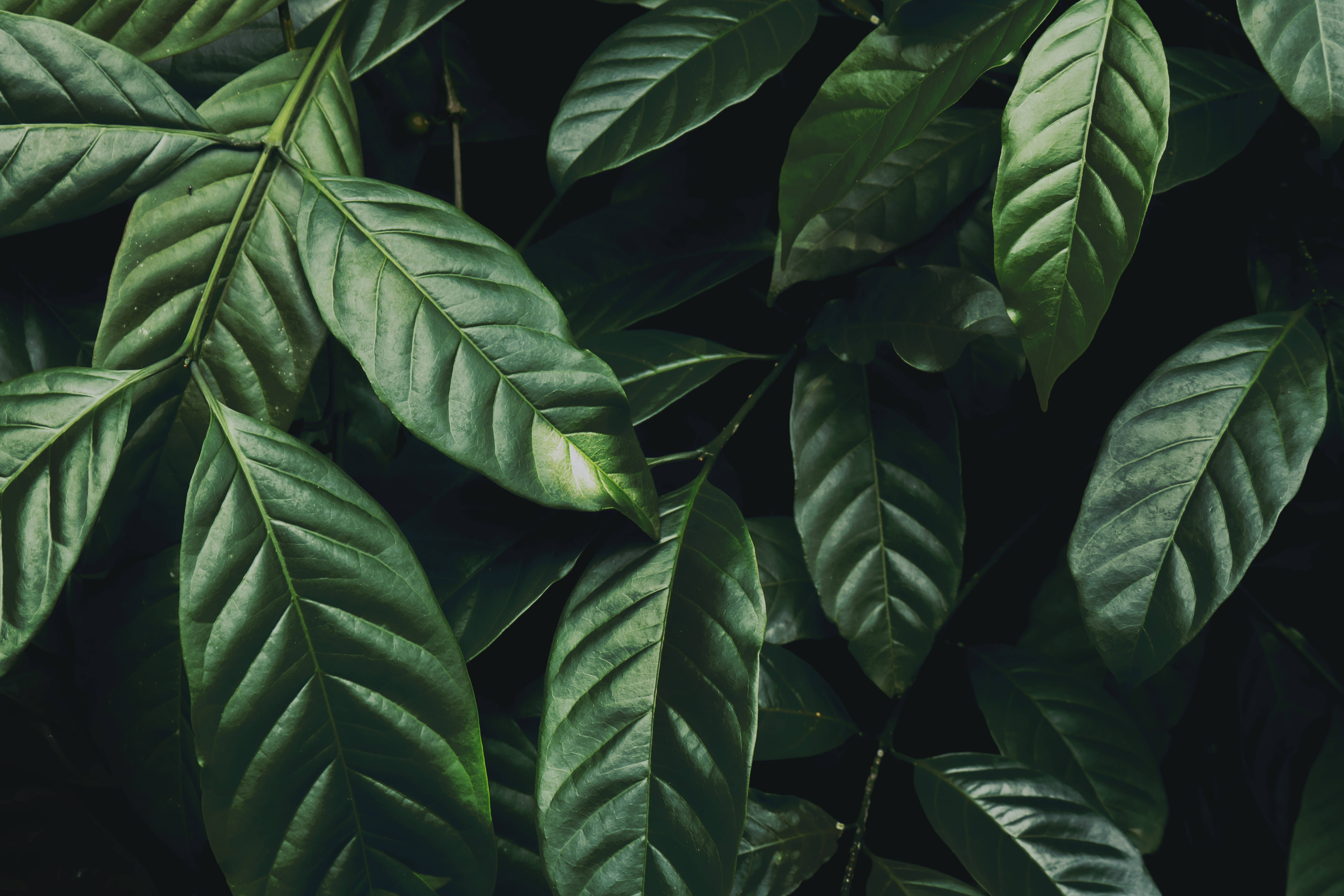 Dark Green, glossy deep green coffee leaves, intricate veins, 5K Desktop Wallpaper