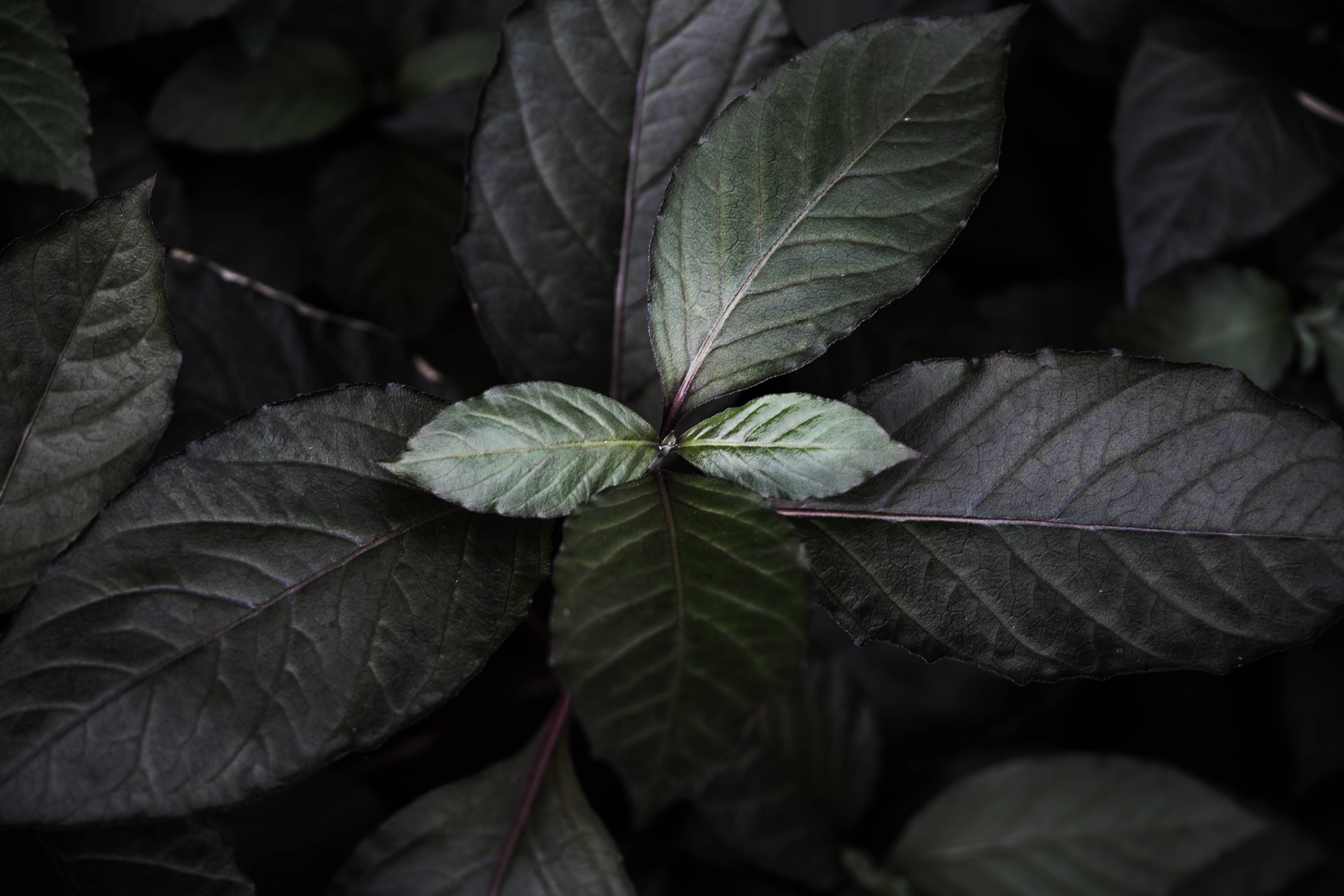 8K Ultra HD, dark green leaves, purple veins, 4K Desktop Wallpaper