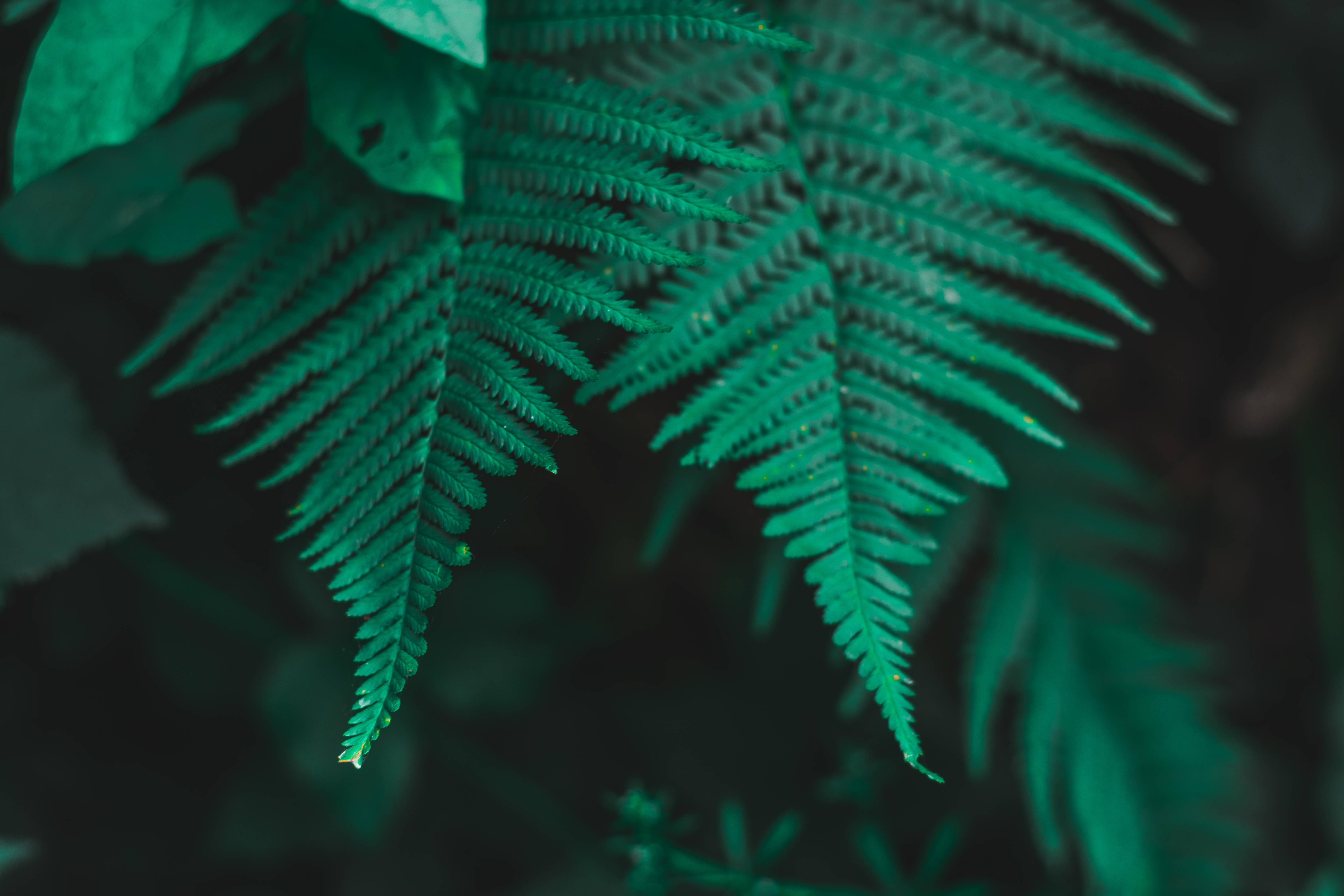 dark green, emerald fern fronds, soft focus, 5K Desktop Wallpaper