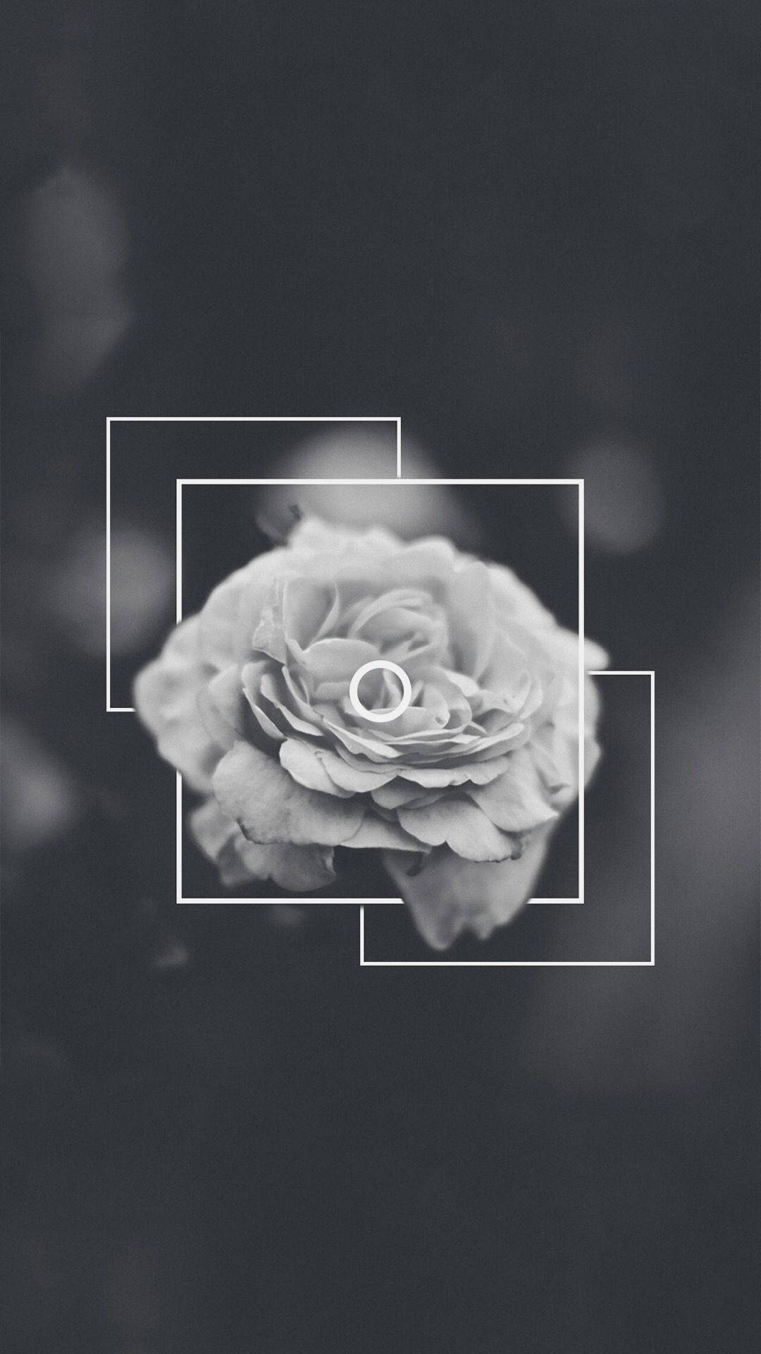 Dramatic Rose Dark Grey iPhone, monochrome rose, layered white geometric frames, Full HD Phone Wallpaper