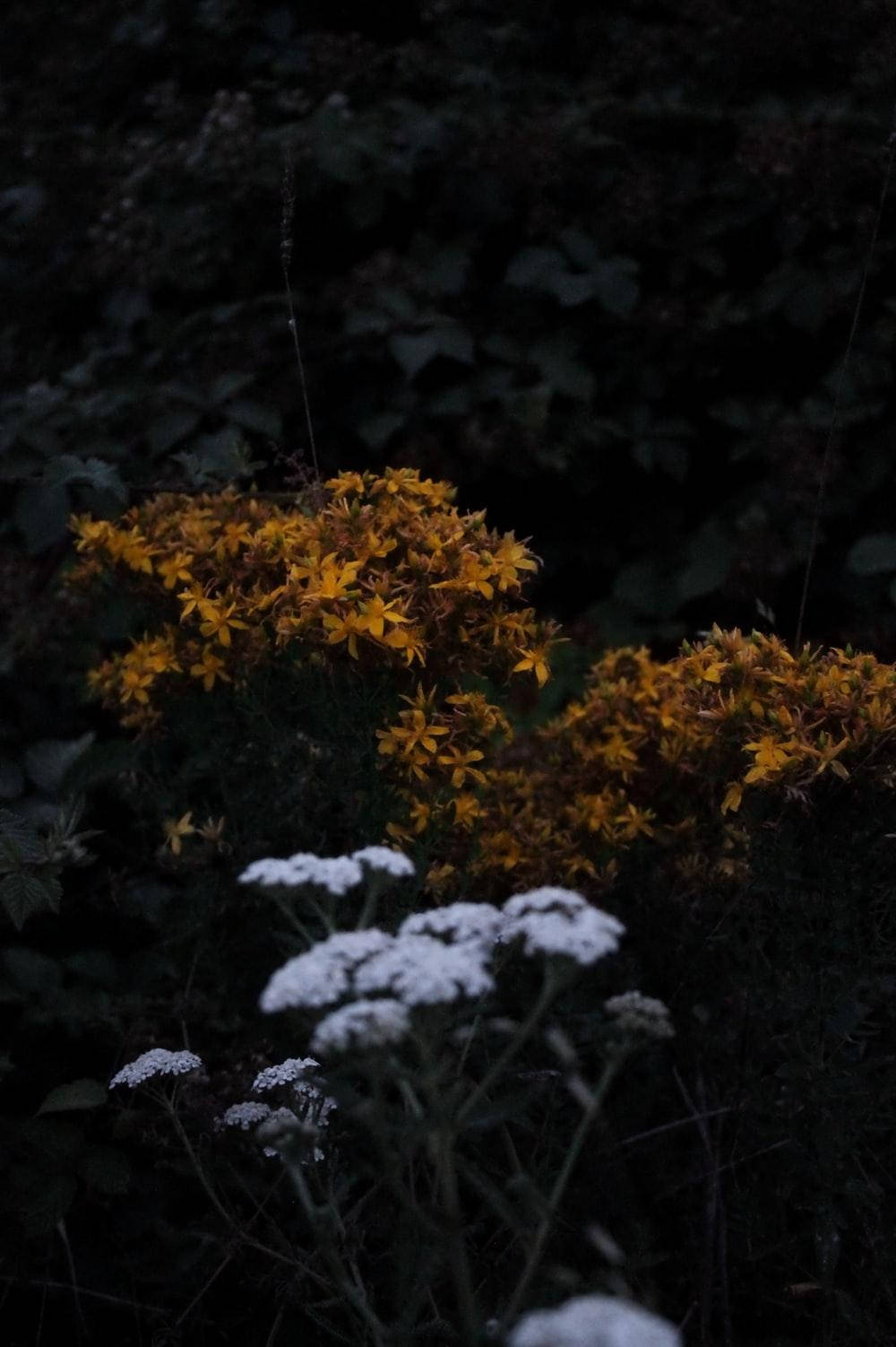dark grunge aesthetic, wildflowers, twilight, HD Phone Wallpaper