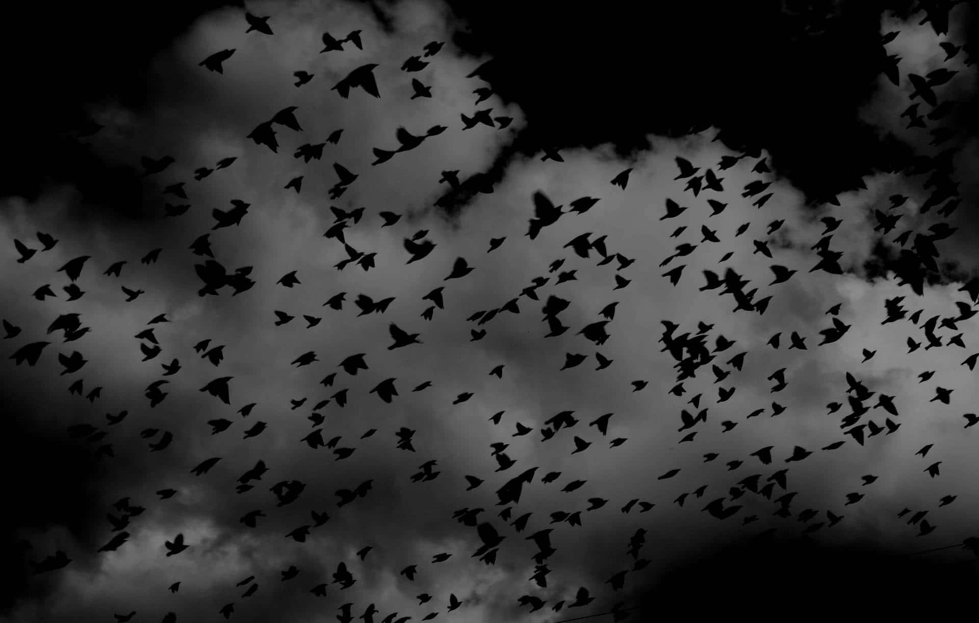 flock of birds, cloudy sky, monochrome, Full HD Desktop Wallpaper